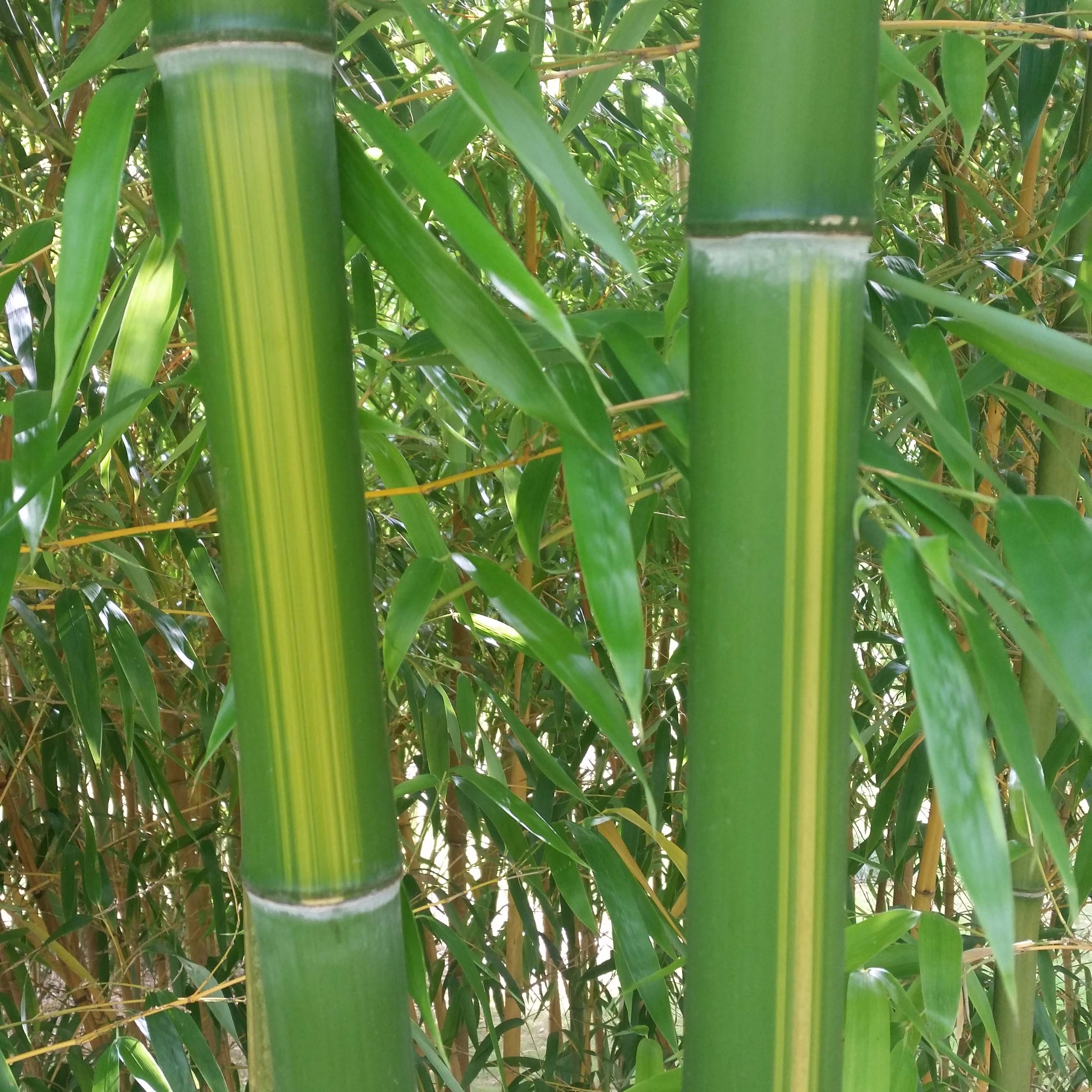 Phyllostachys vivax Huangwenzhu Bambou  g ant  chaumes 