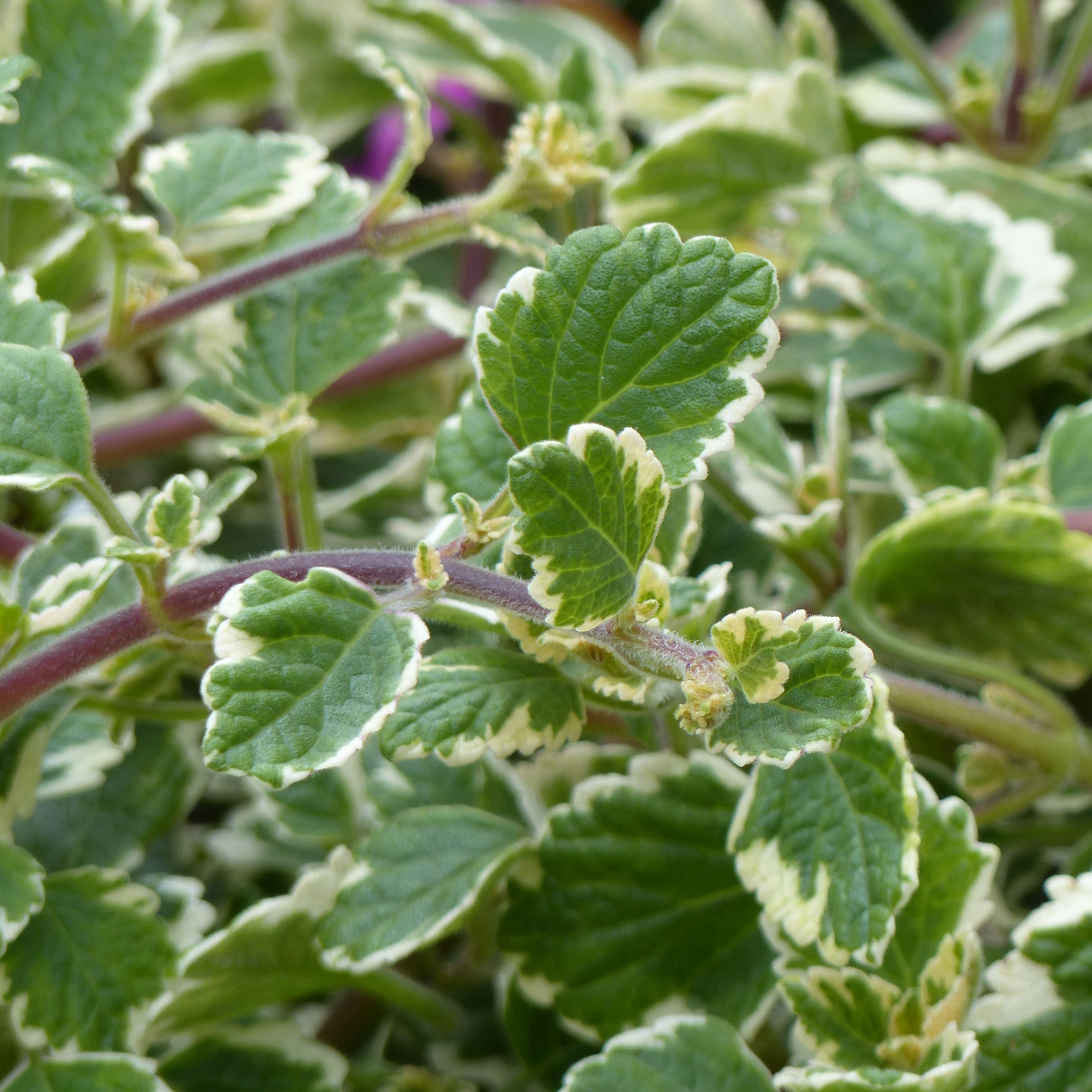 plectranthus