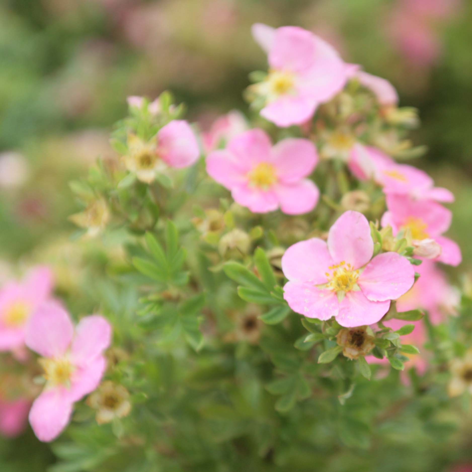 Potentilla Fruticosa Lovely Pink - Potentille Arbustive Aux Fleurs Roses