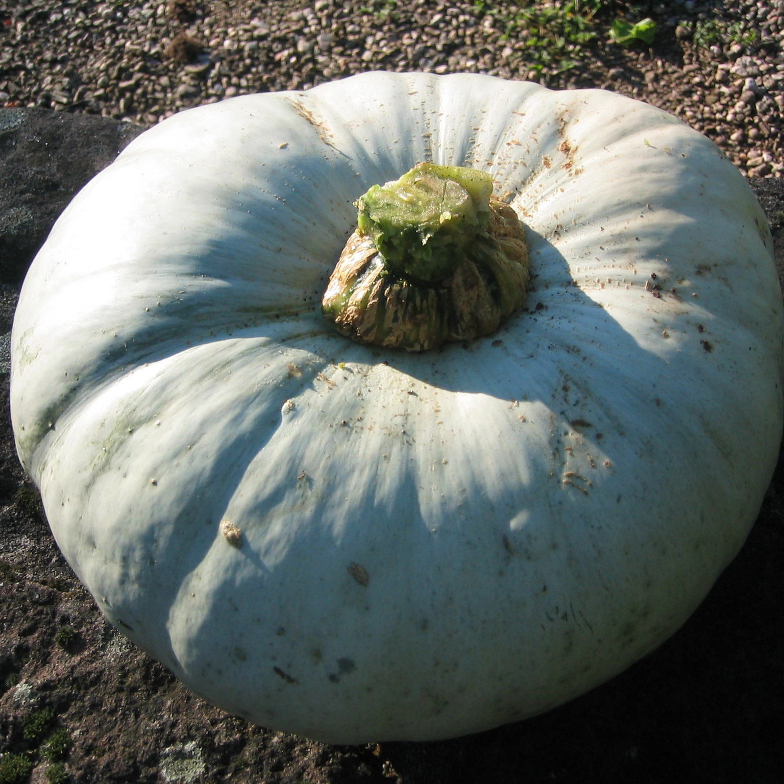 Potiron Bleu de Hongrie - Courge maxima - Graines potagères