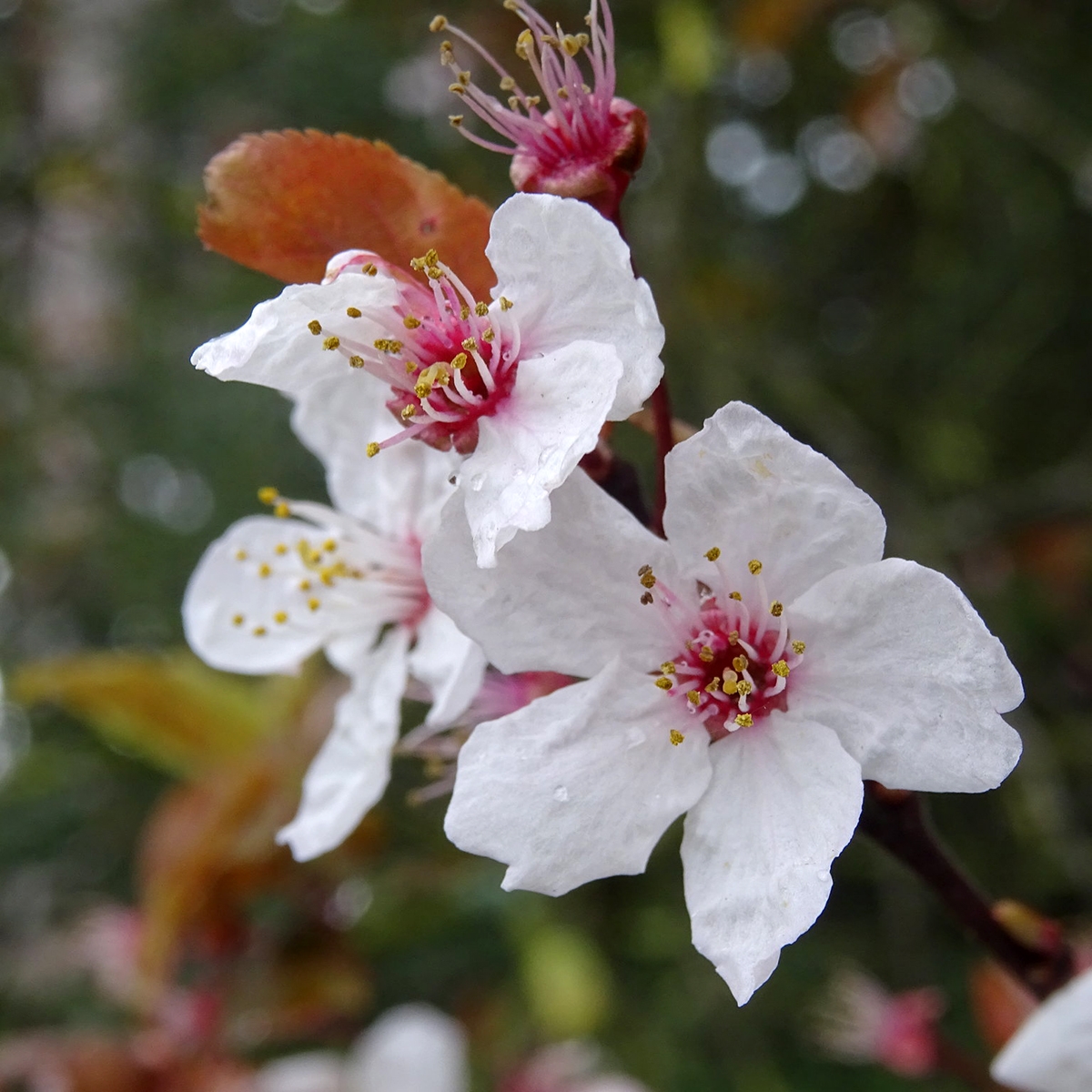 Prunus Cerasifera Pissardii Prunier Myrobolan Cerisier à Fleurs à