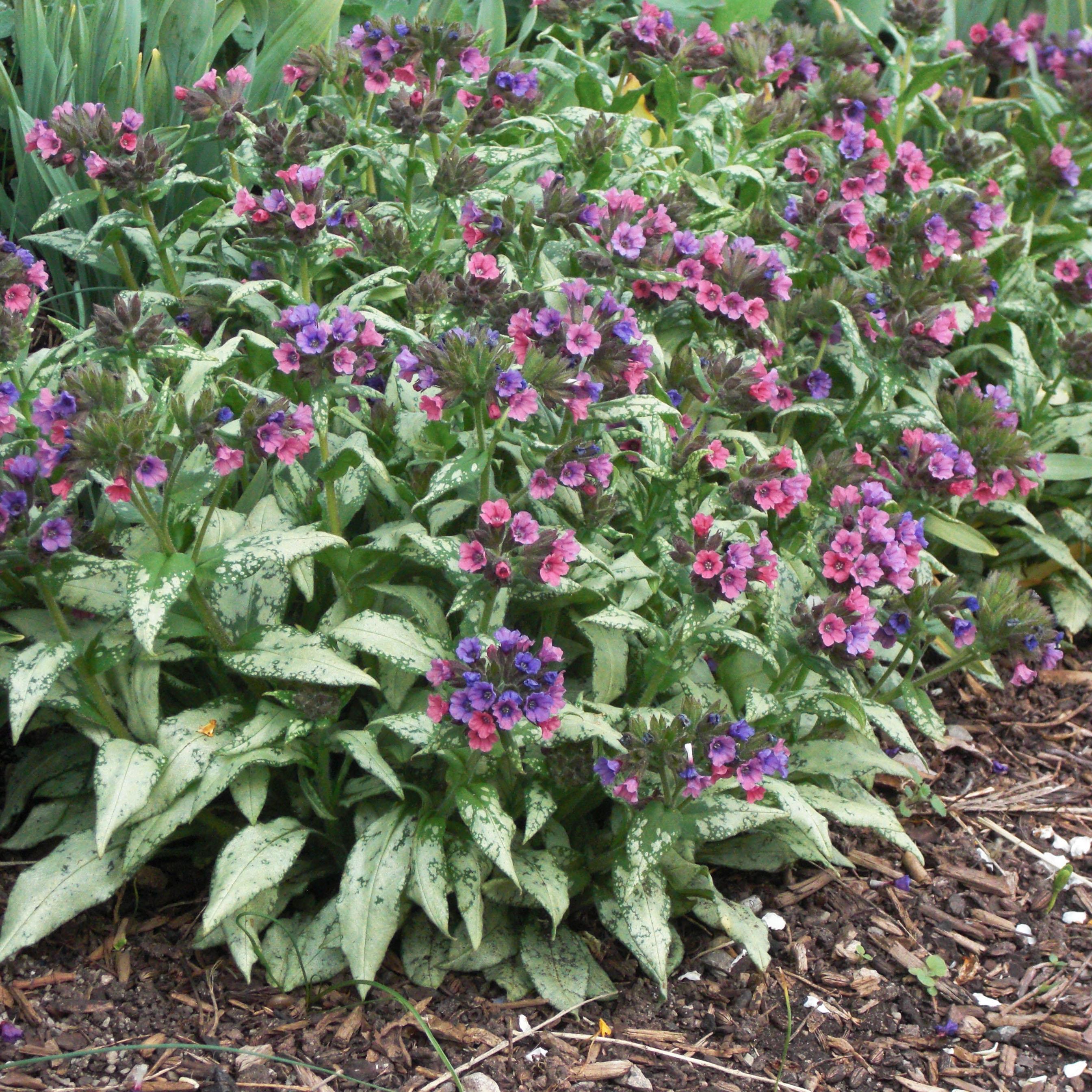 Pulmonaria saccharata Silver Bouquet - Pulmonaire à feuillage argenté 