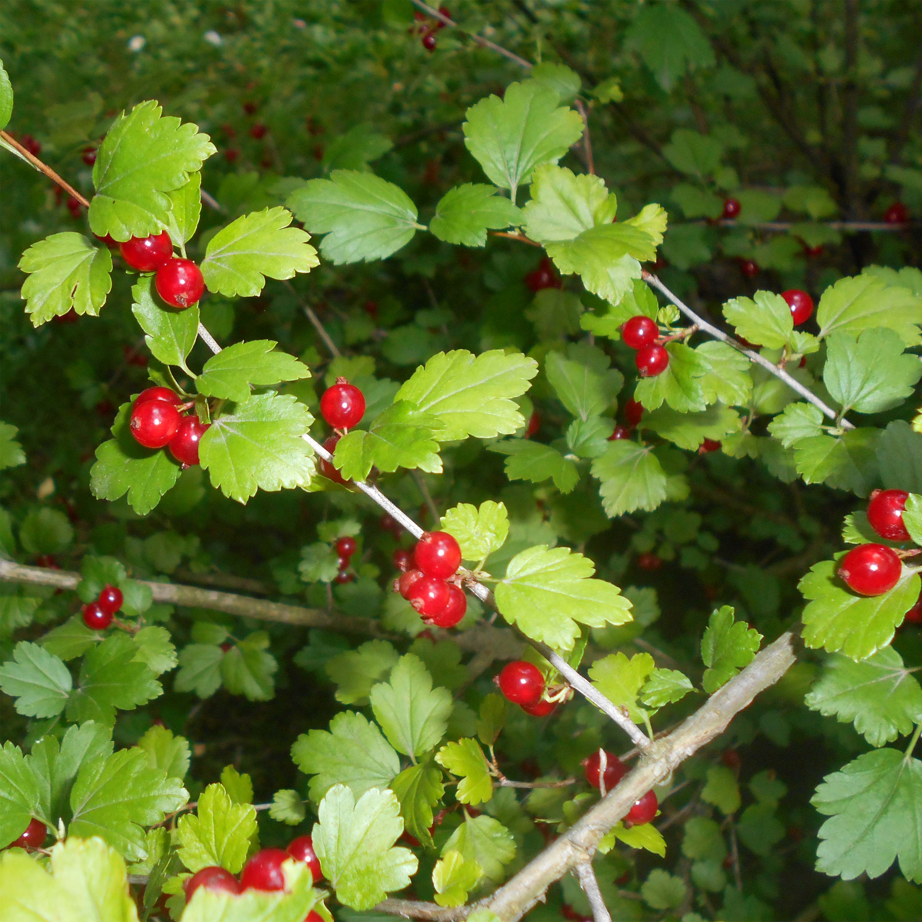 ribes