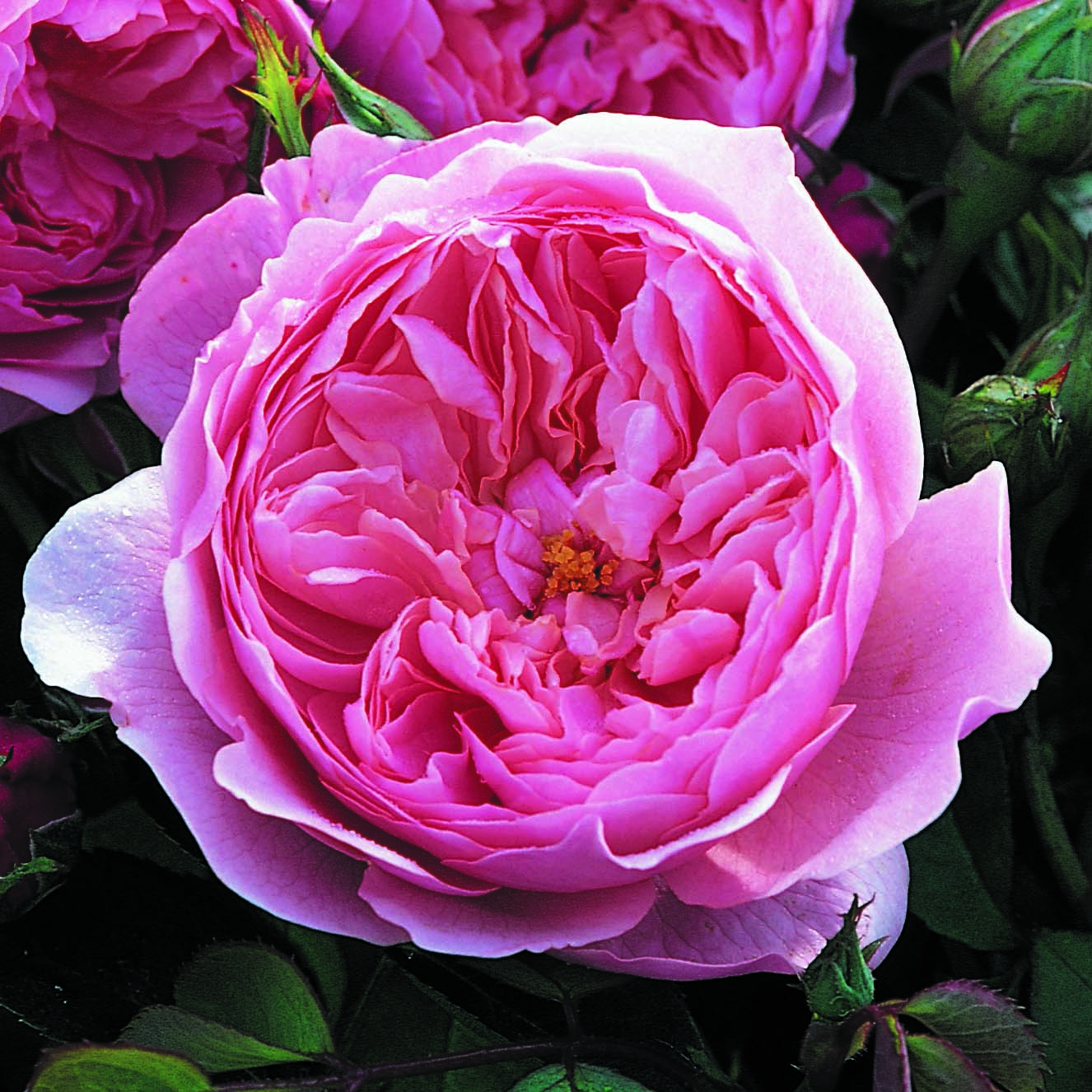 Роза the alnwick rose фото