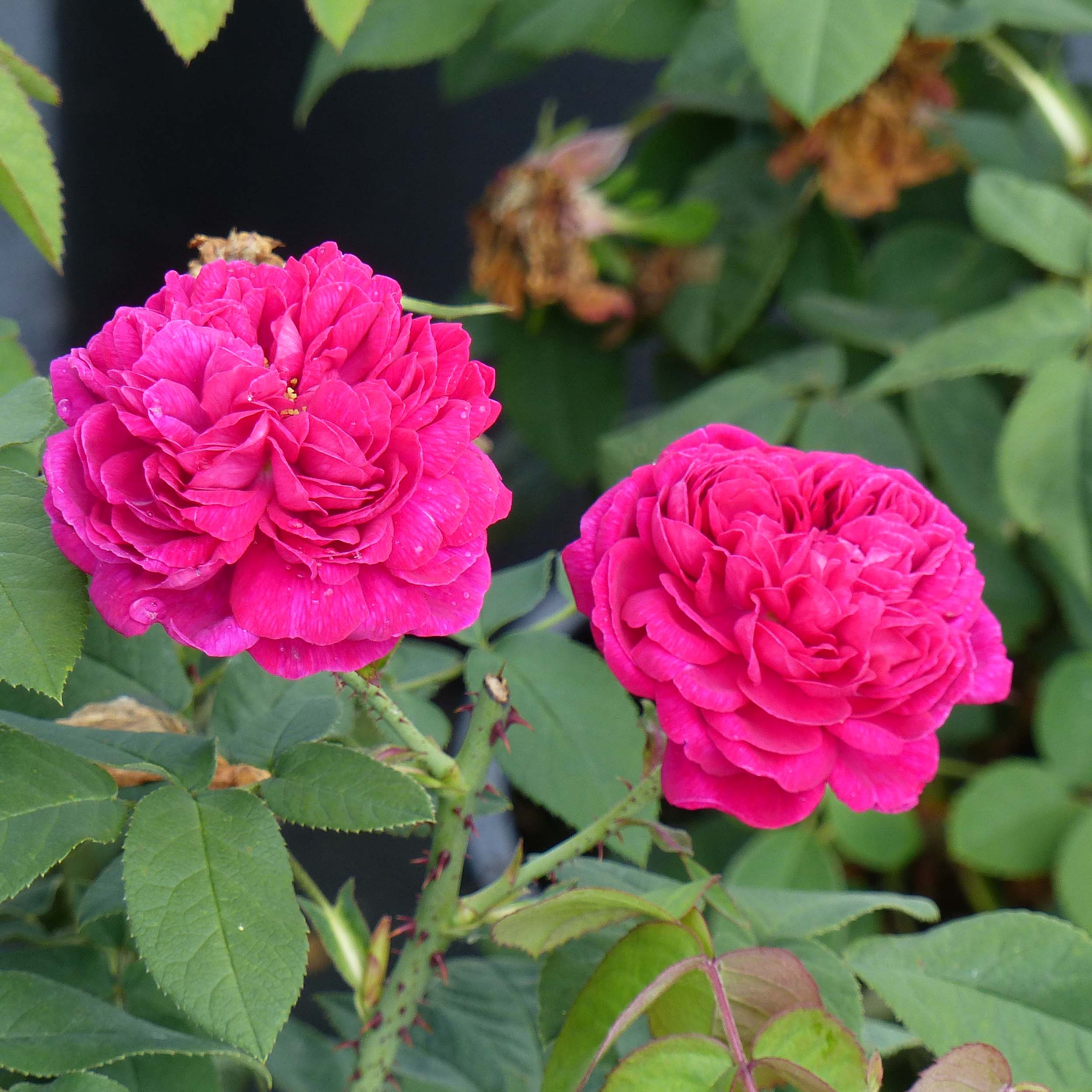 Rosa Rose de Rescht - Rosier ancien remontant, facile, foisonnant, aux ...