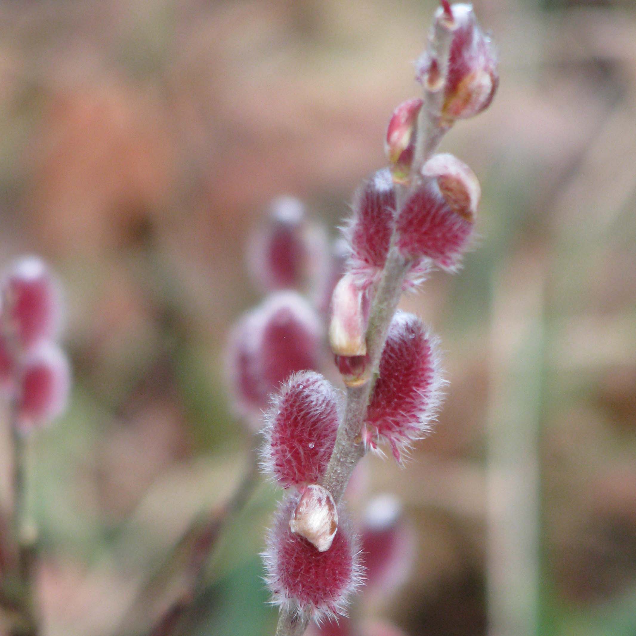 Salix Chaenomeloides Mount Aso Saule Japonais Chatons Rose Rouge