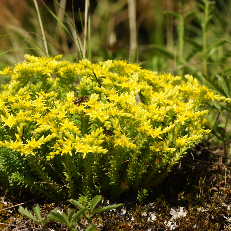 Sedum Sexangulare Orpin Vivace Couvre Sol à Petites Feuilles