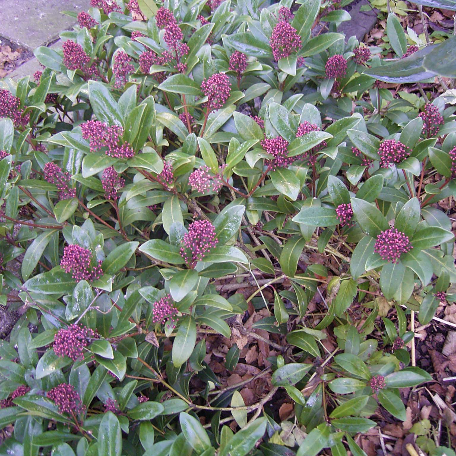 Skimmia japonica Rubella - Arbuste persistant mâle à floraison rosée