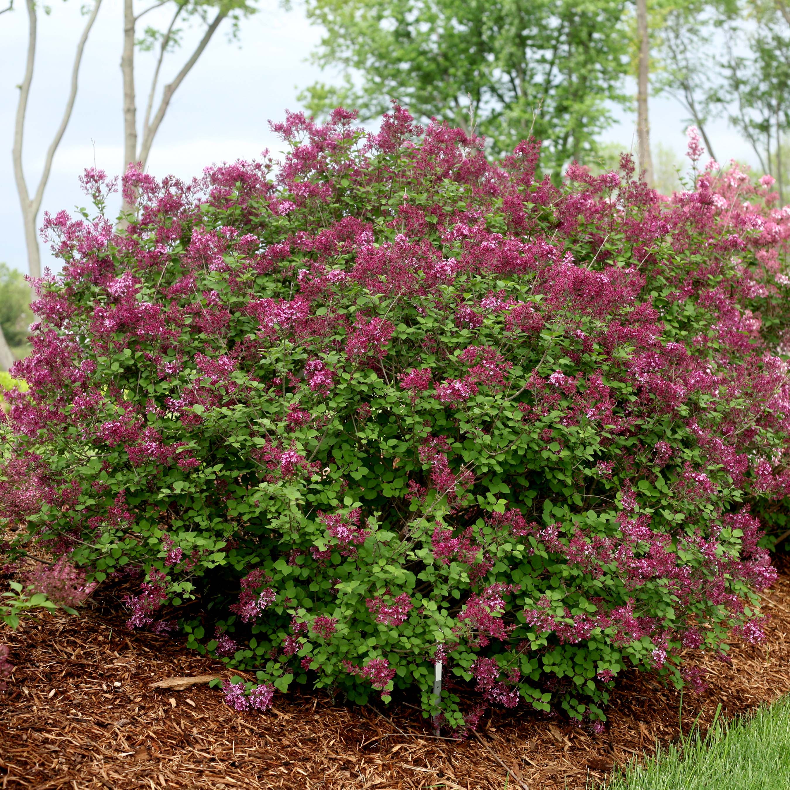 Syringa Dark Purple Bloomerang