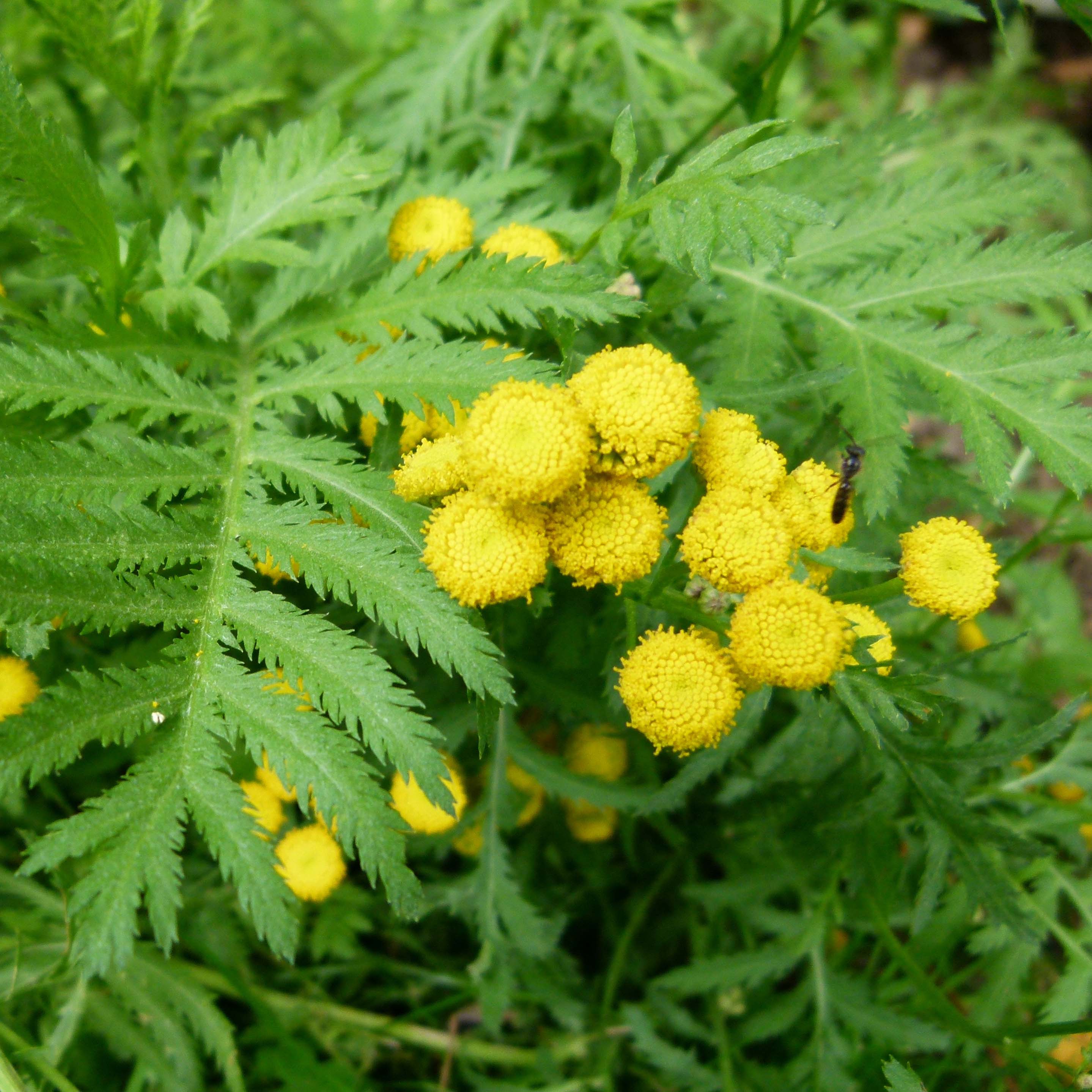 tanacetum