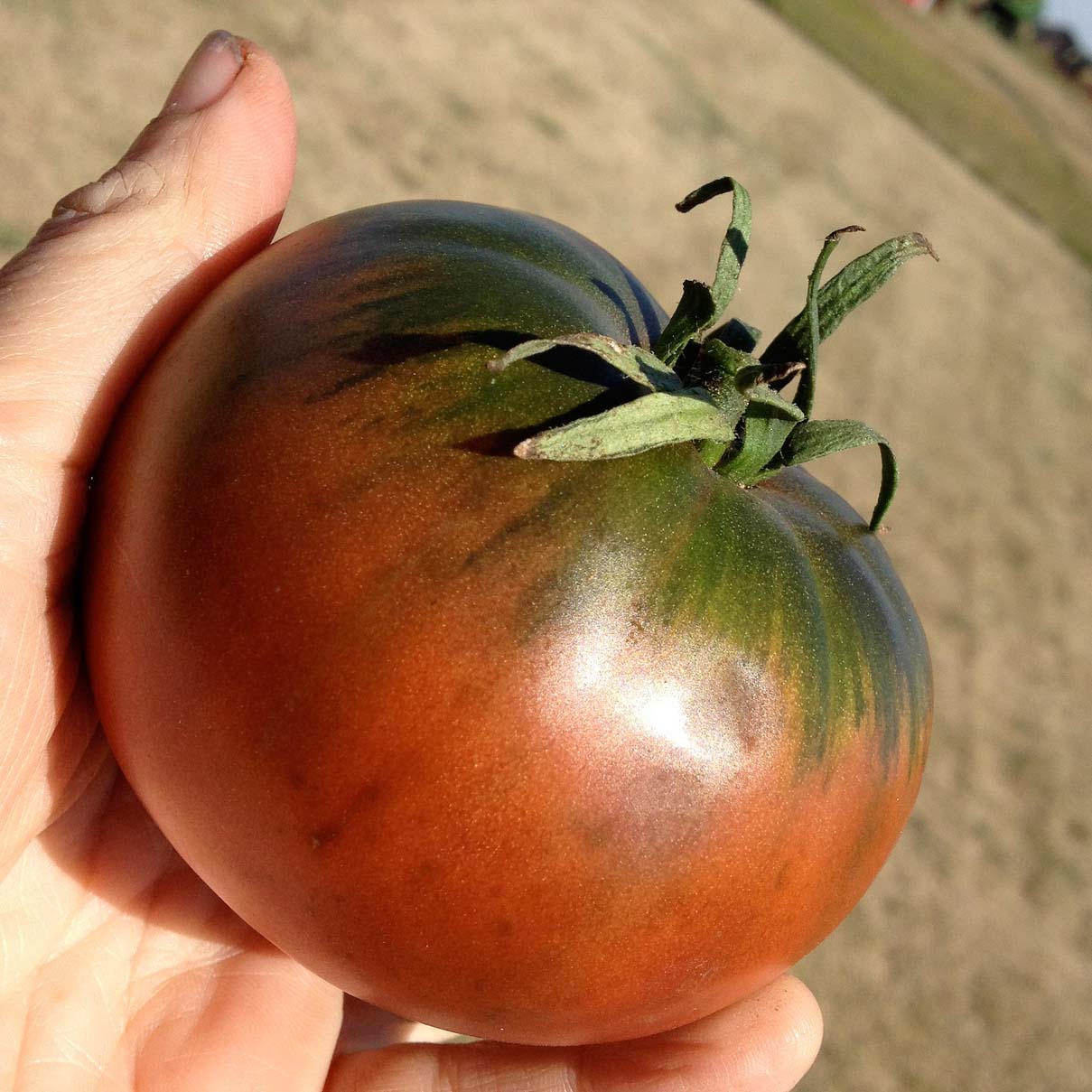 Самый большой помидор