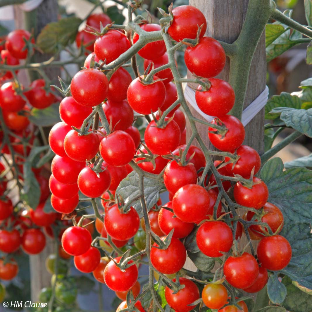 Tomate Crokini F1 en plants 4465 3