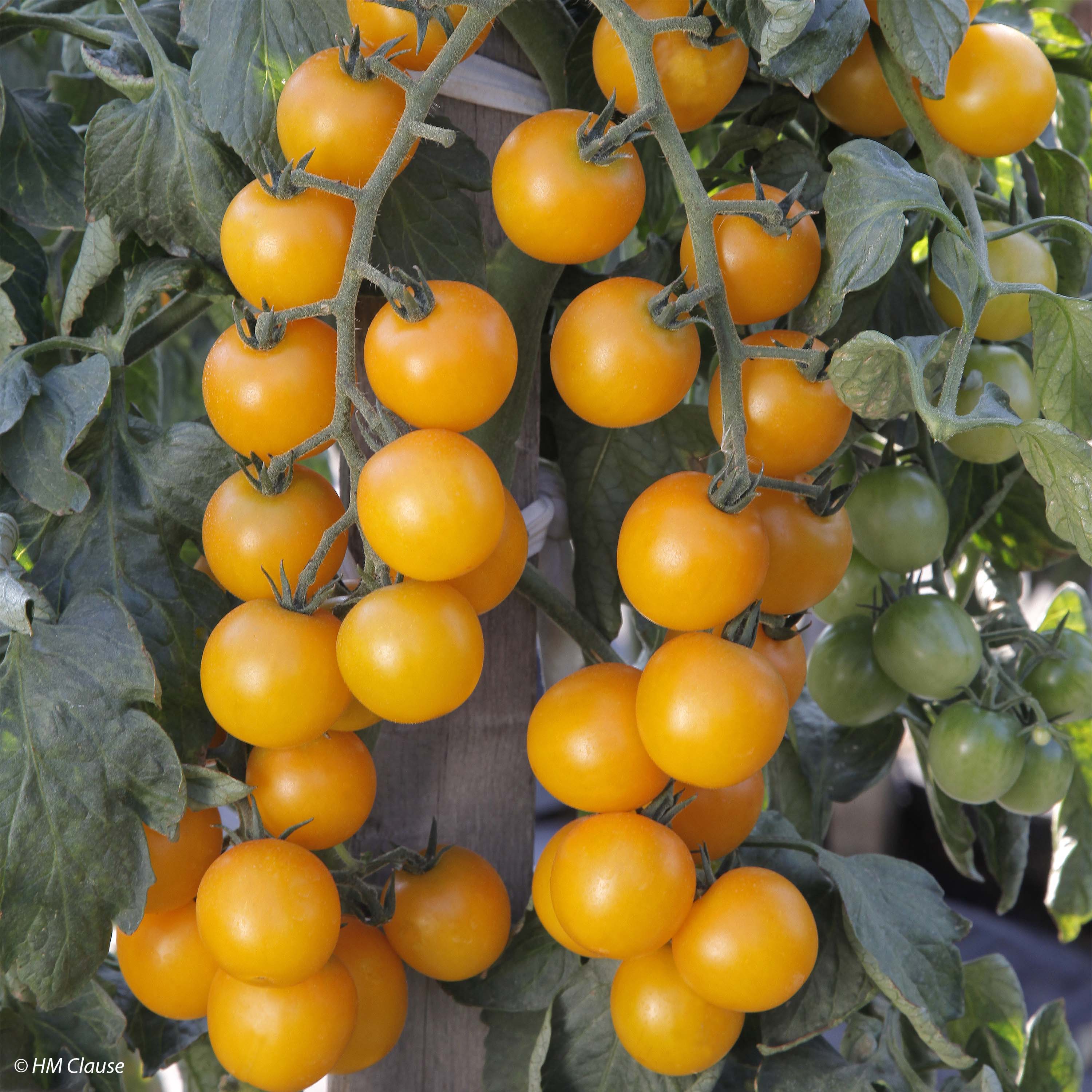 Tomate Goldwin F1 en plants 4456 3