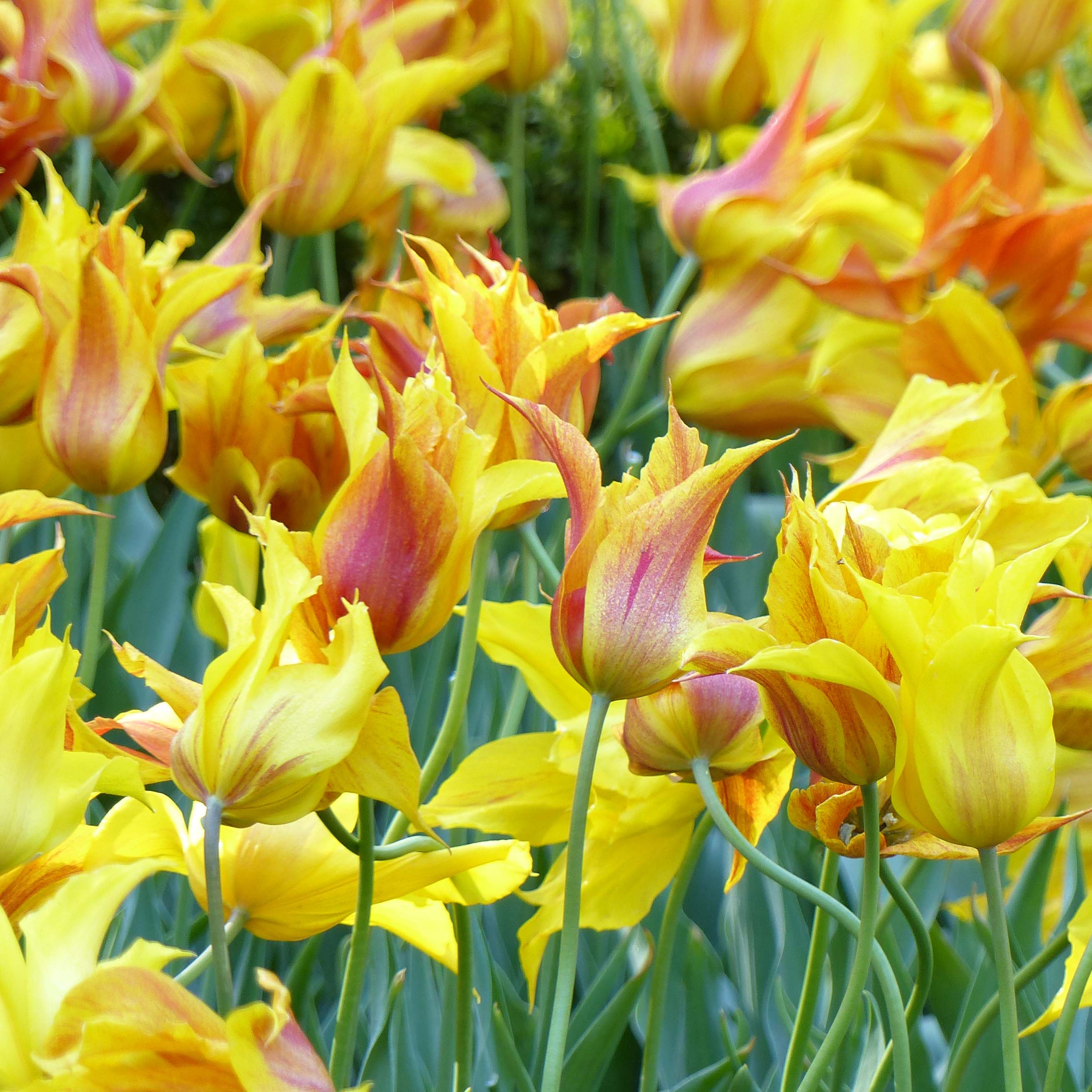 Tulipe fleur de lys Vendée Globe - Bulbe à fleurs ...