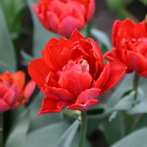 Тюльпан дабл роуз фото и описание