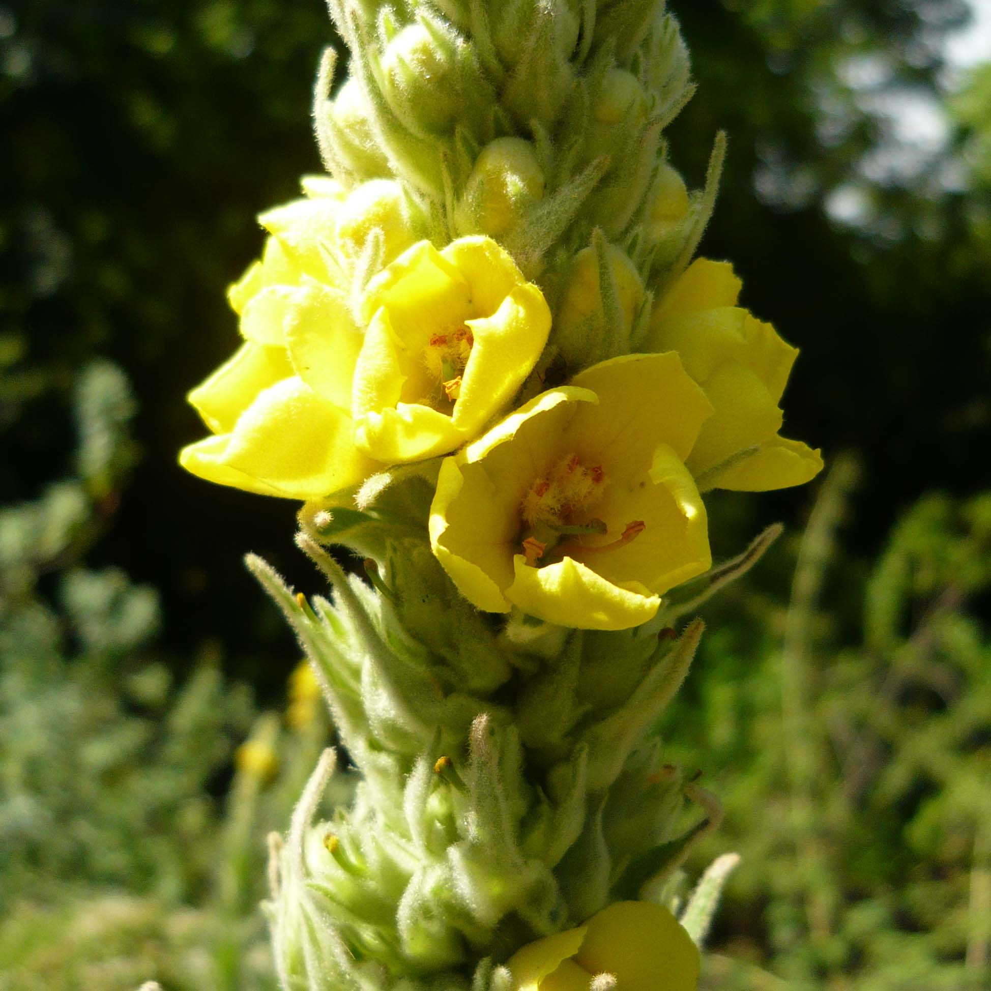 Verbascum thapsus Molène Bouillon blanc Plante bisannuelle