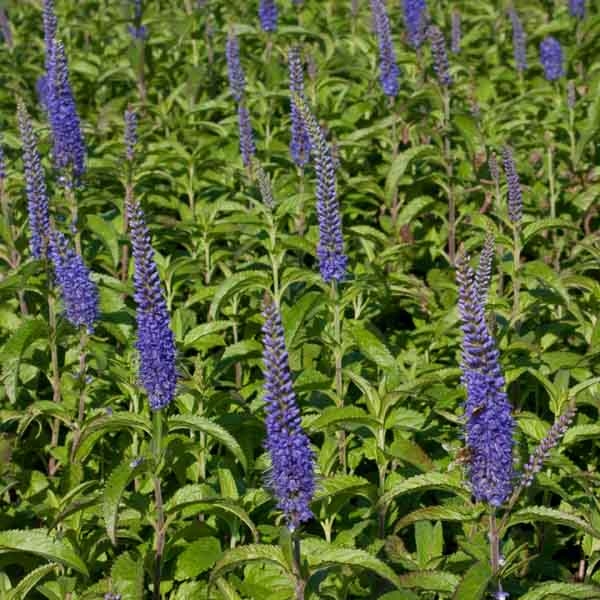 Veronica Longifolia Blauriesin - Véronique Vivace à Longues Feuilles