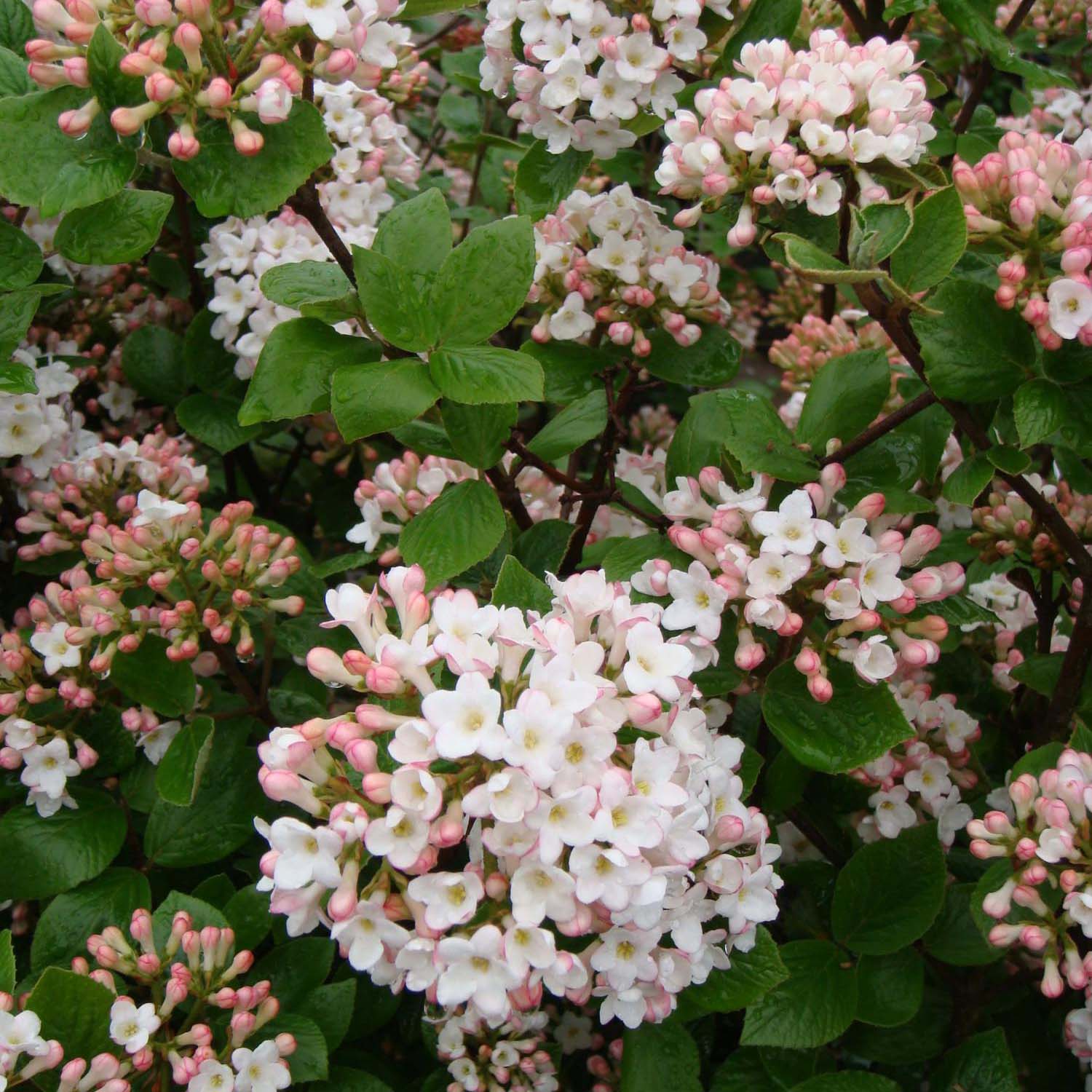 Viburnum Burkwoodii Ann Russell Viorne De Burkwood à Fleurs Blanches