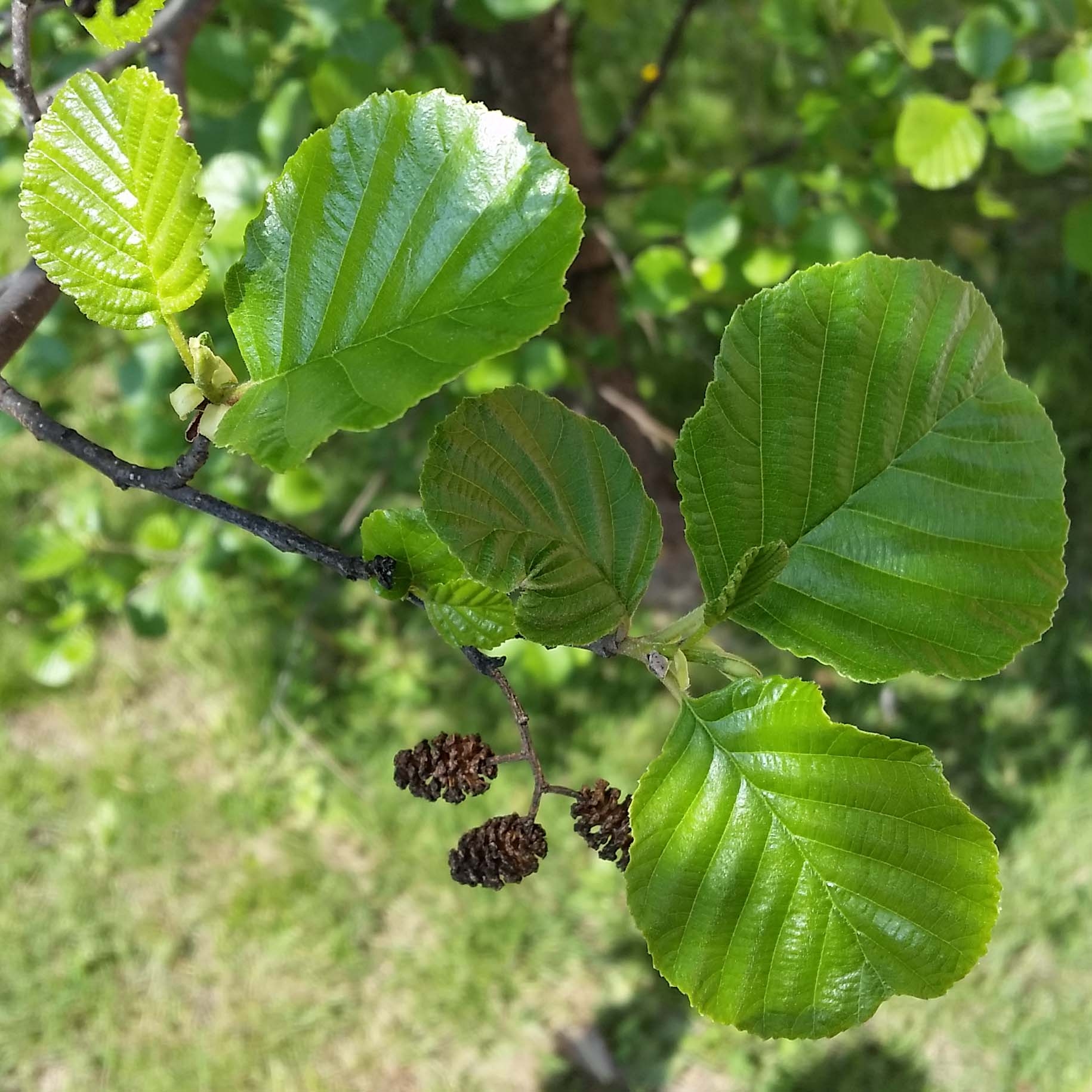 Alnus glutinosa - Aulne glutineux