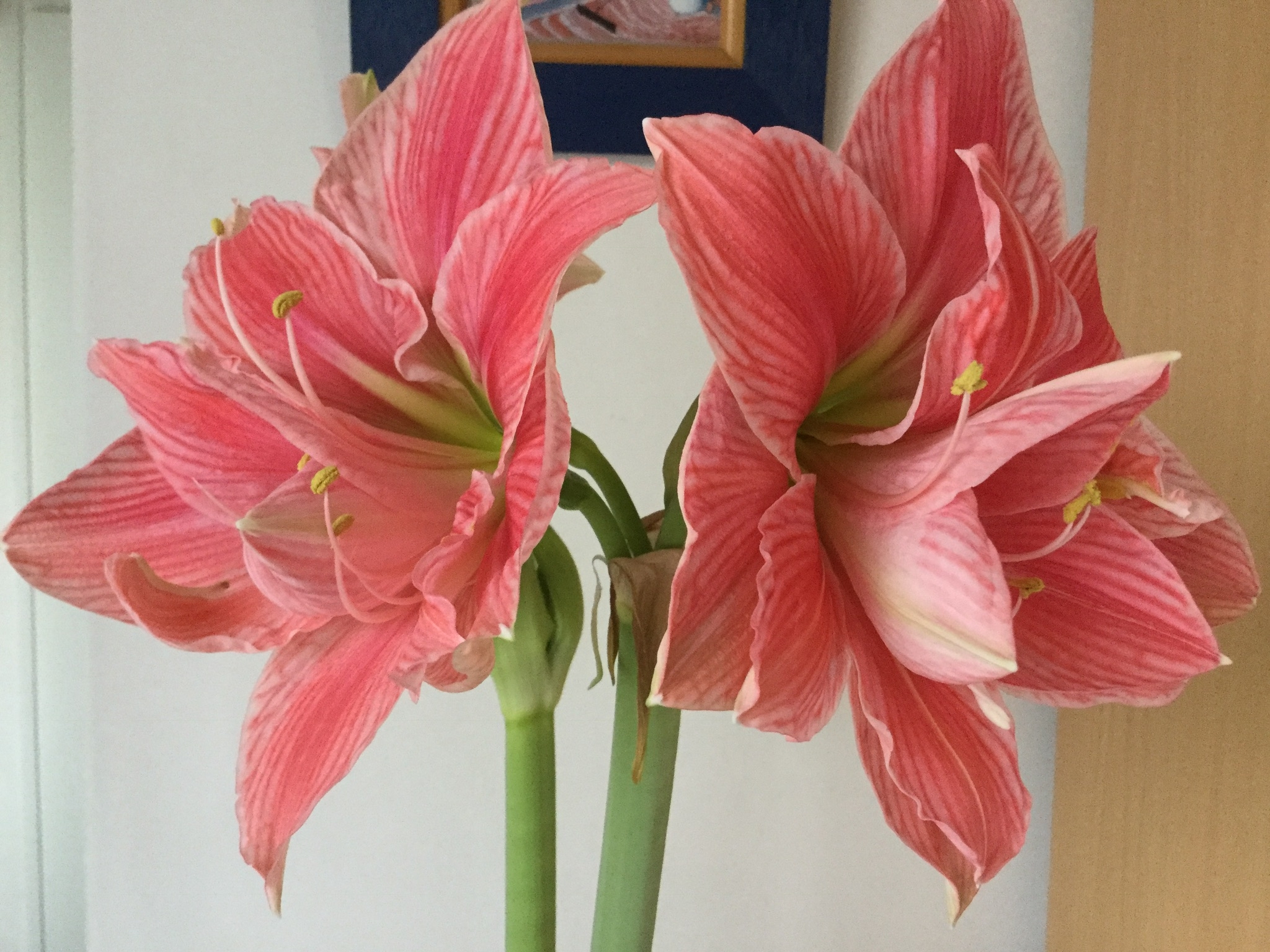 Amaryllis Sweet Nymph - Hippeastrum - Fleurs doubles roses veiné de rouge.