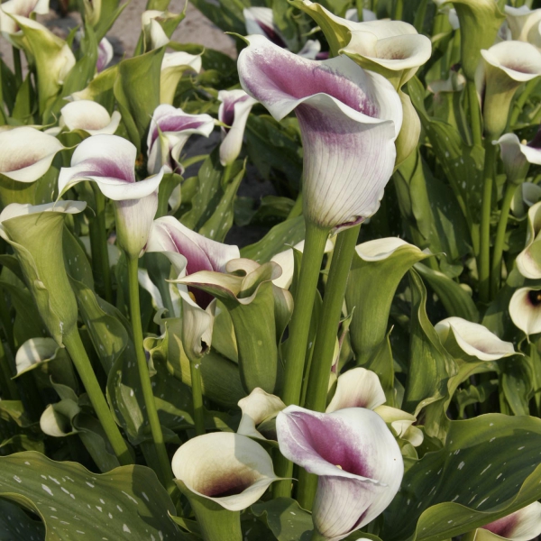 Zantedeschia Picasso Arum Des Fleuristes Calla à Fleurs Blanches Et