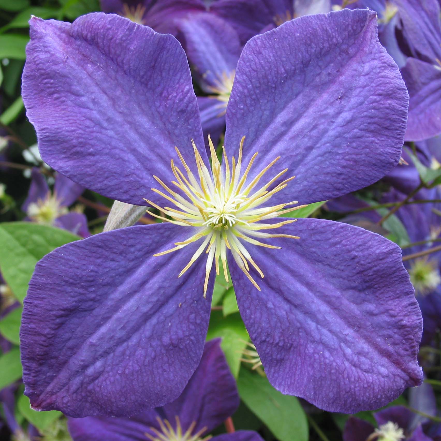 clematis jackmanii 79039 2