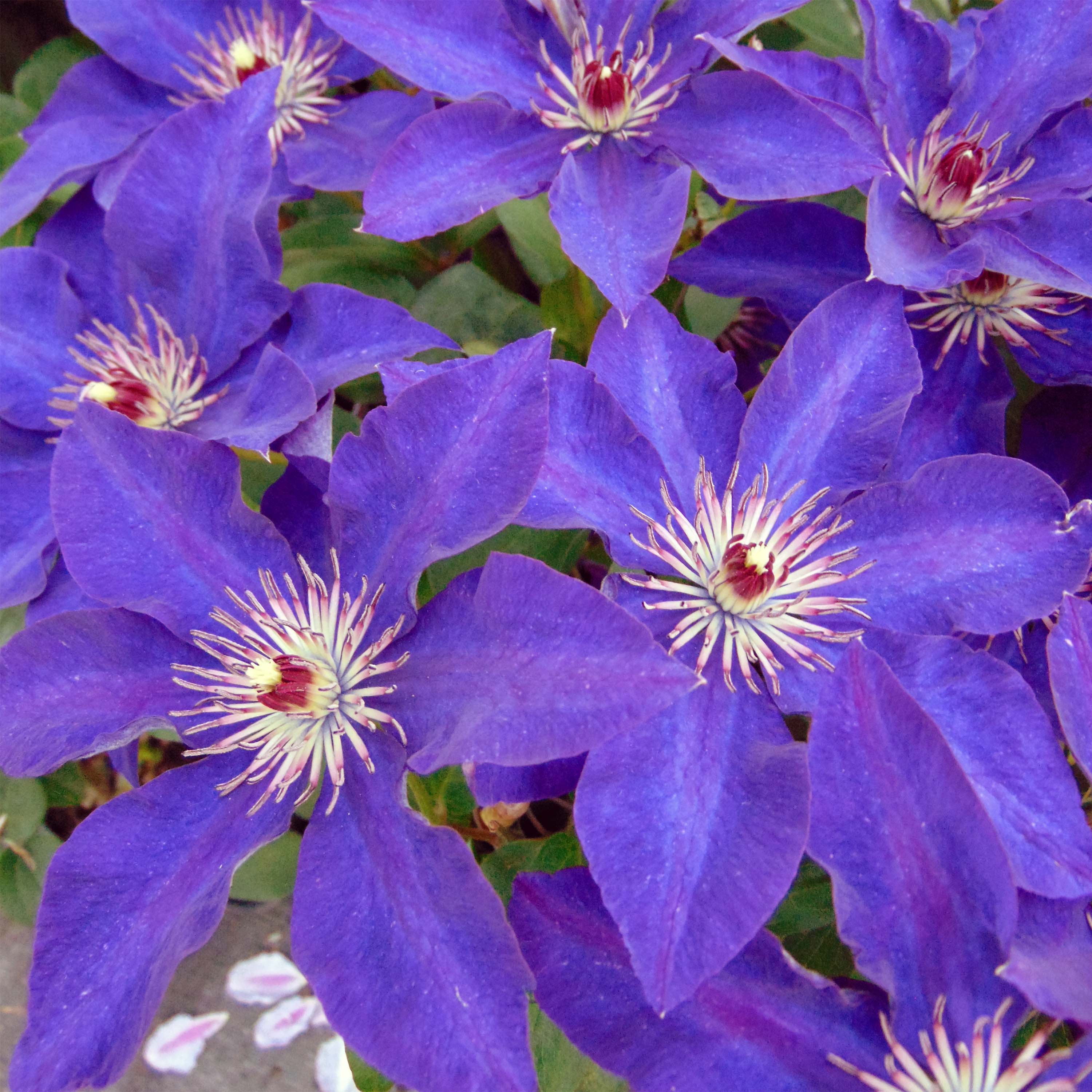 clematis the president 83622 5