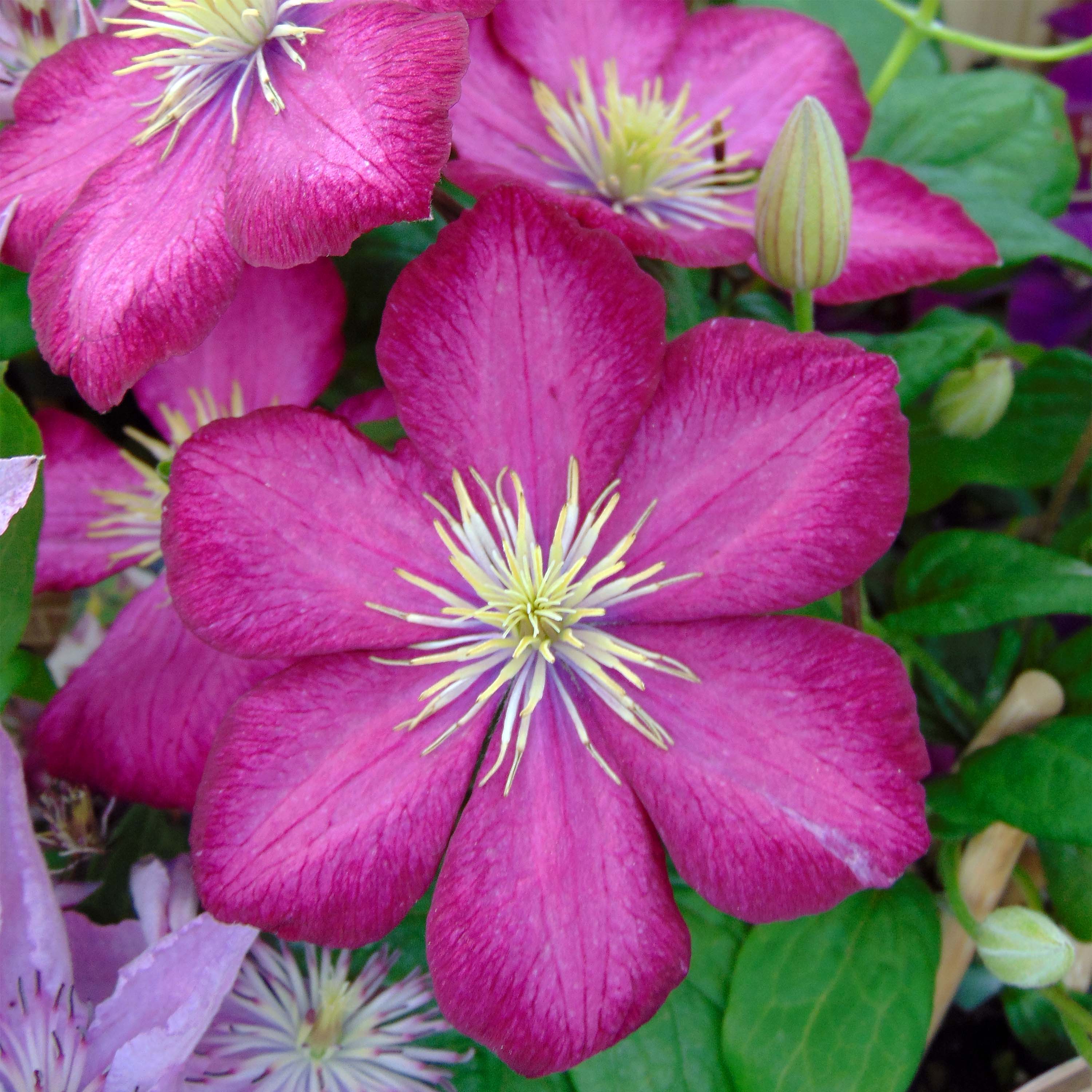 clematis