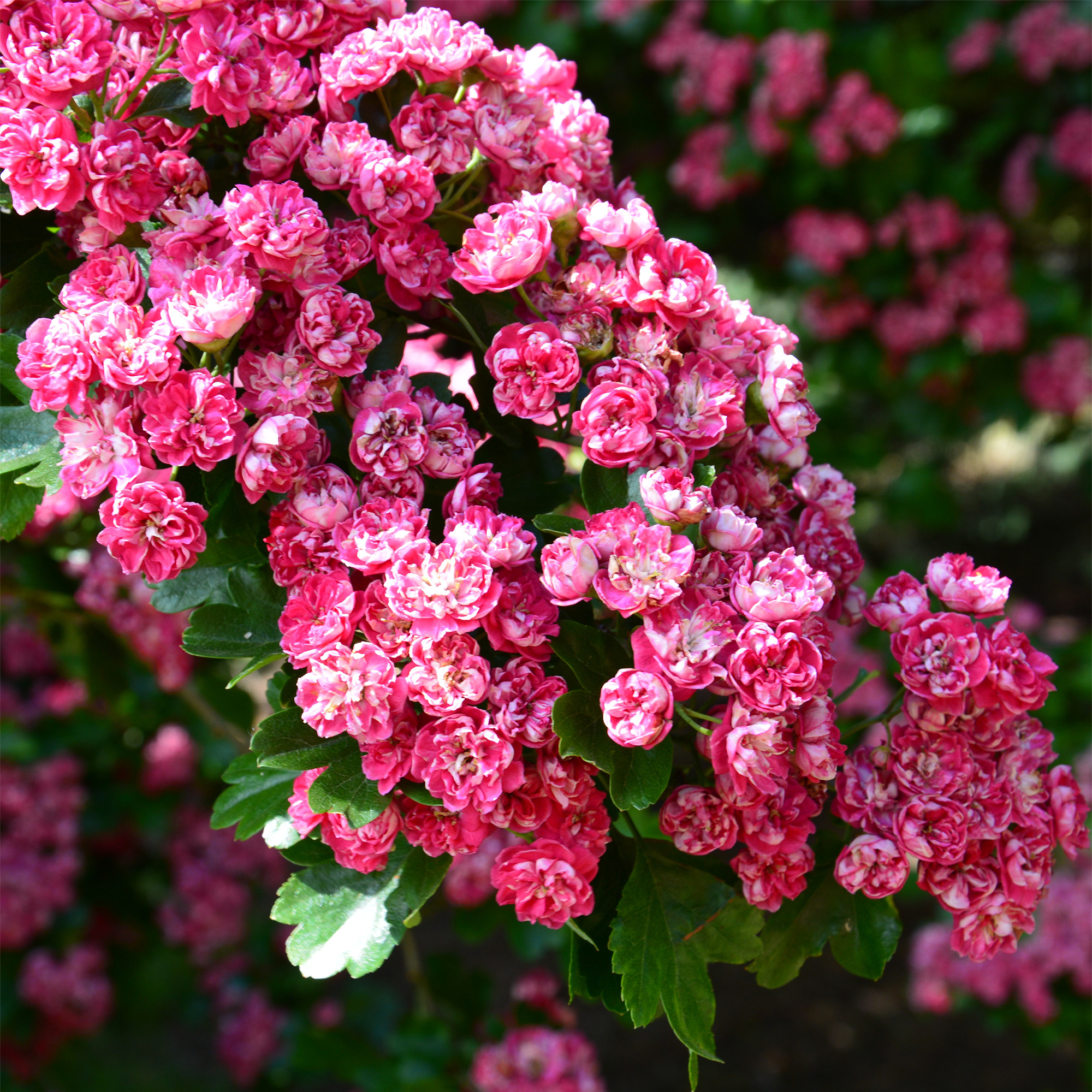 Crataegus laevigata Paul's Scarlet Aubépine Épine à fleurs doubles