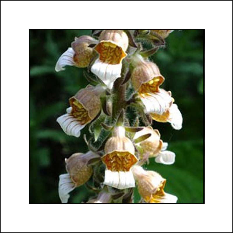 Digitalis lanata Caf  Cr me Digitale laineuse   fleurs 