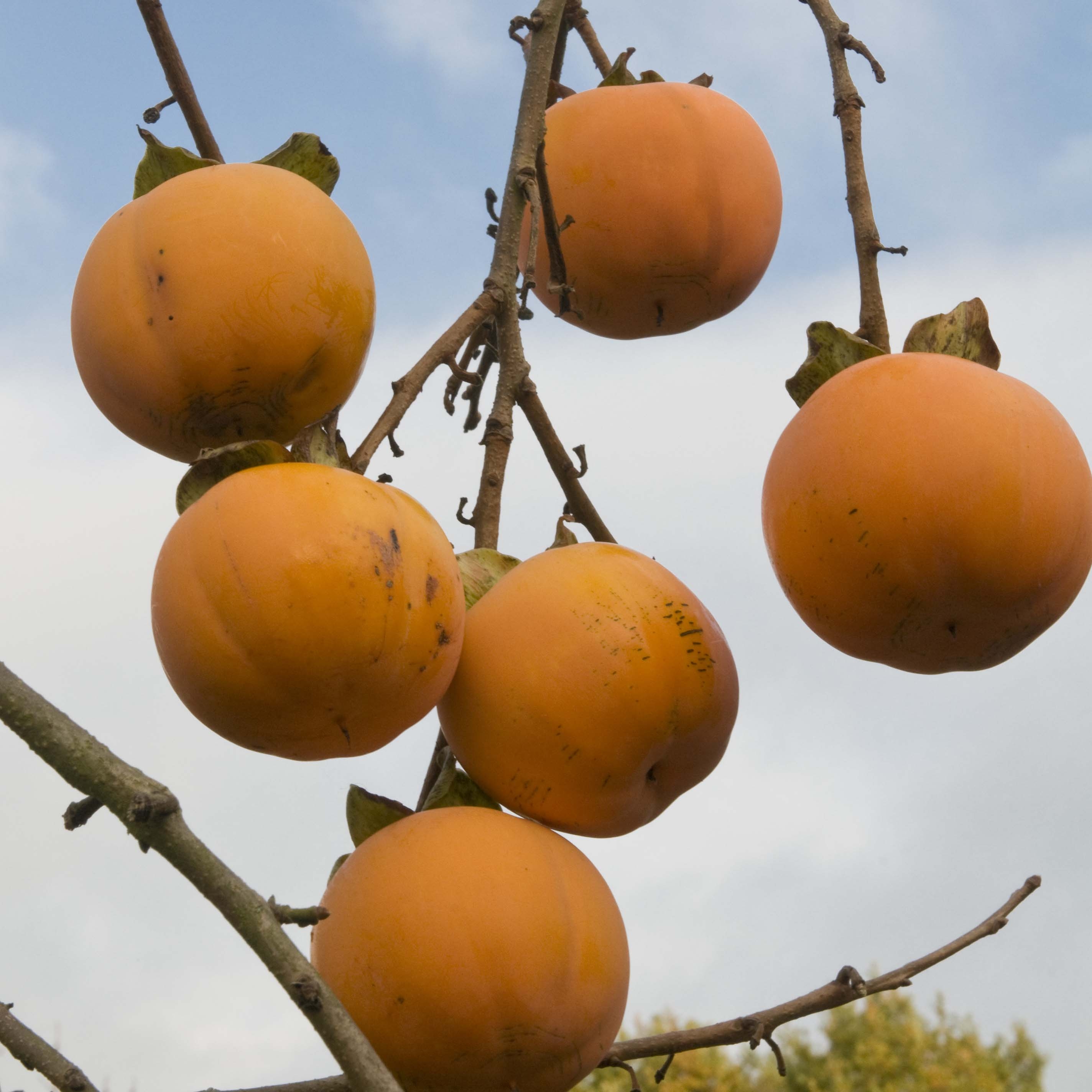 Diospyros kaki - Plaqueminier - Arbre à kaki à fruits orangés comestibles