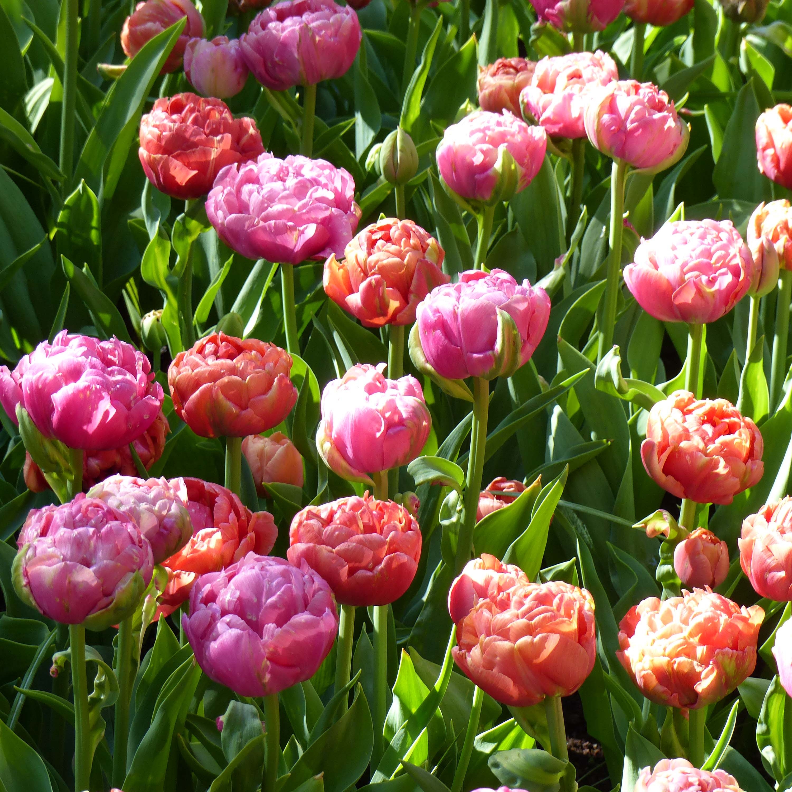 duo-de-tulipes-amazing-grace-_-copper-image-85569-1.jpg