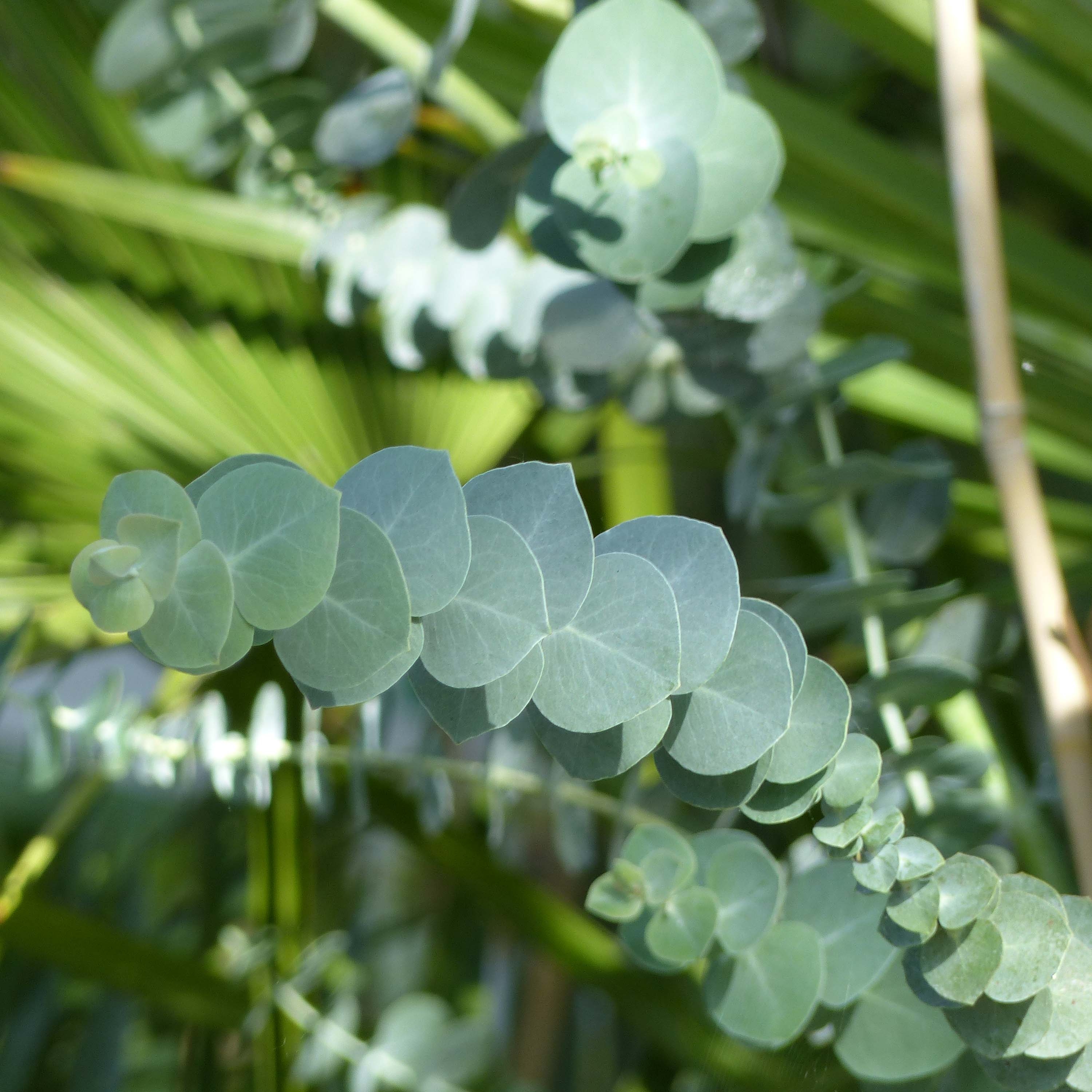 Eucalyptus Baby Blue Arbuste nain à feuillage aromatique bleu argenté