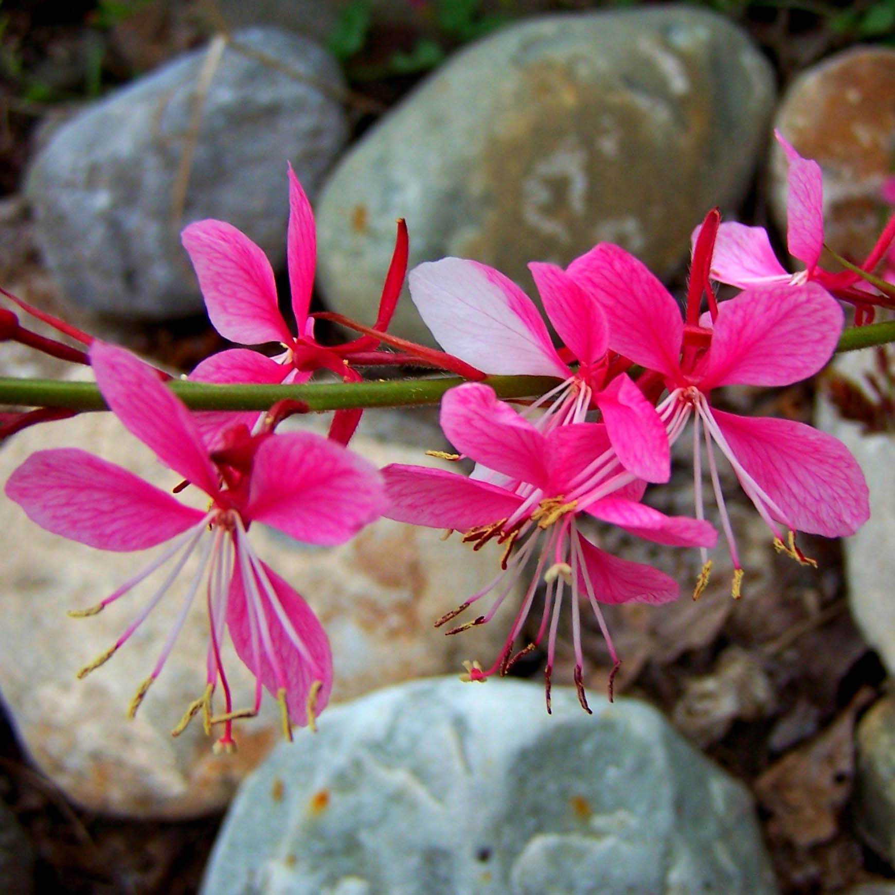 Gaura lindheimeri Siskiyou pink – Une vivace facile, à délicates fleurs ...