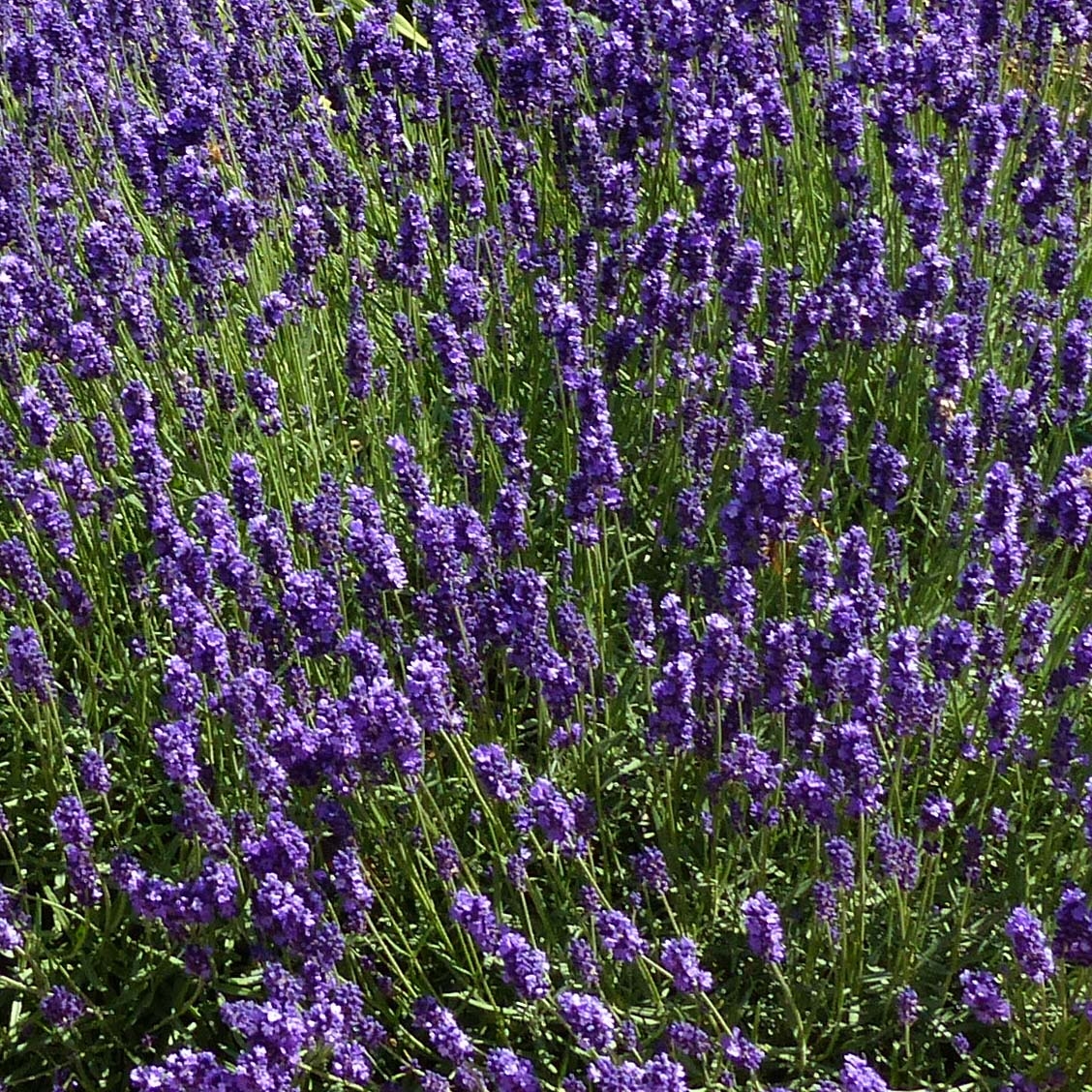 Lavande Hidcote Lavandula Angustifolia Naine à épis Bleu Violet 4213