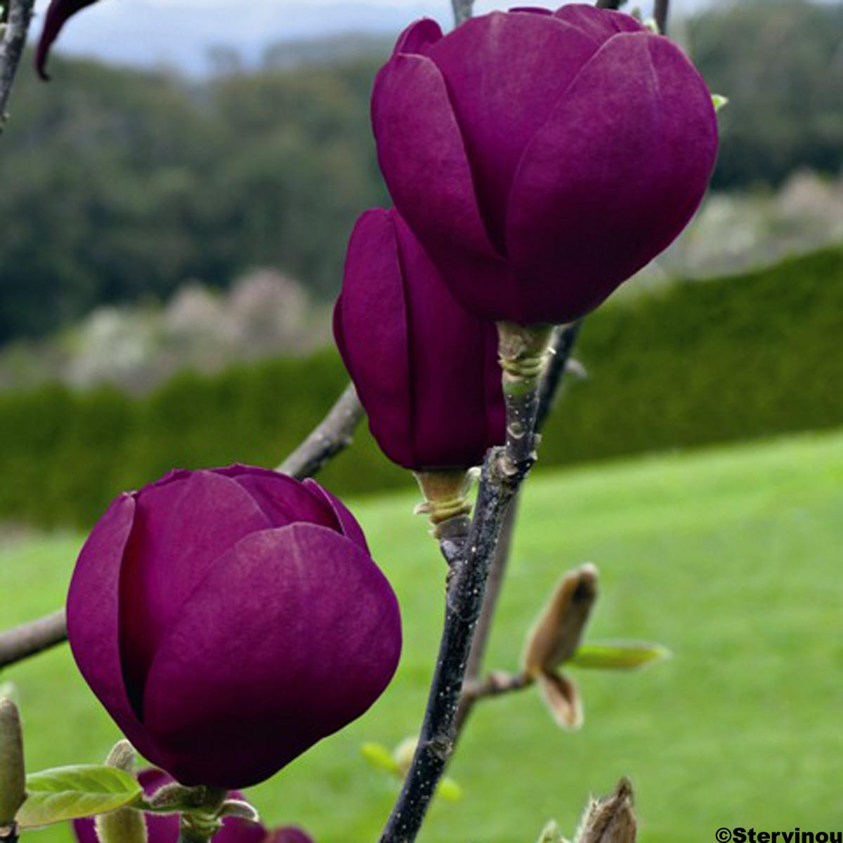 All 94+ Images Black Tulip Magnolia Tree Pictures Stunning
