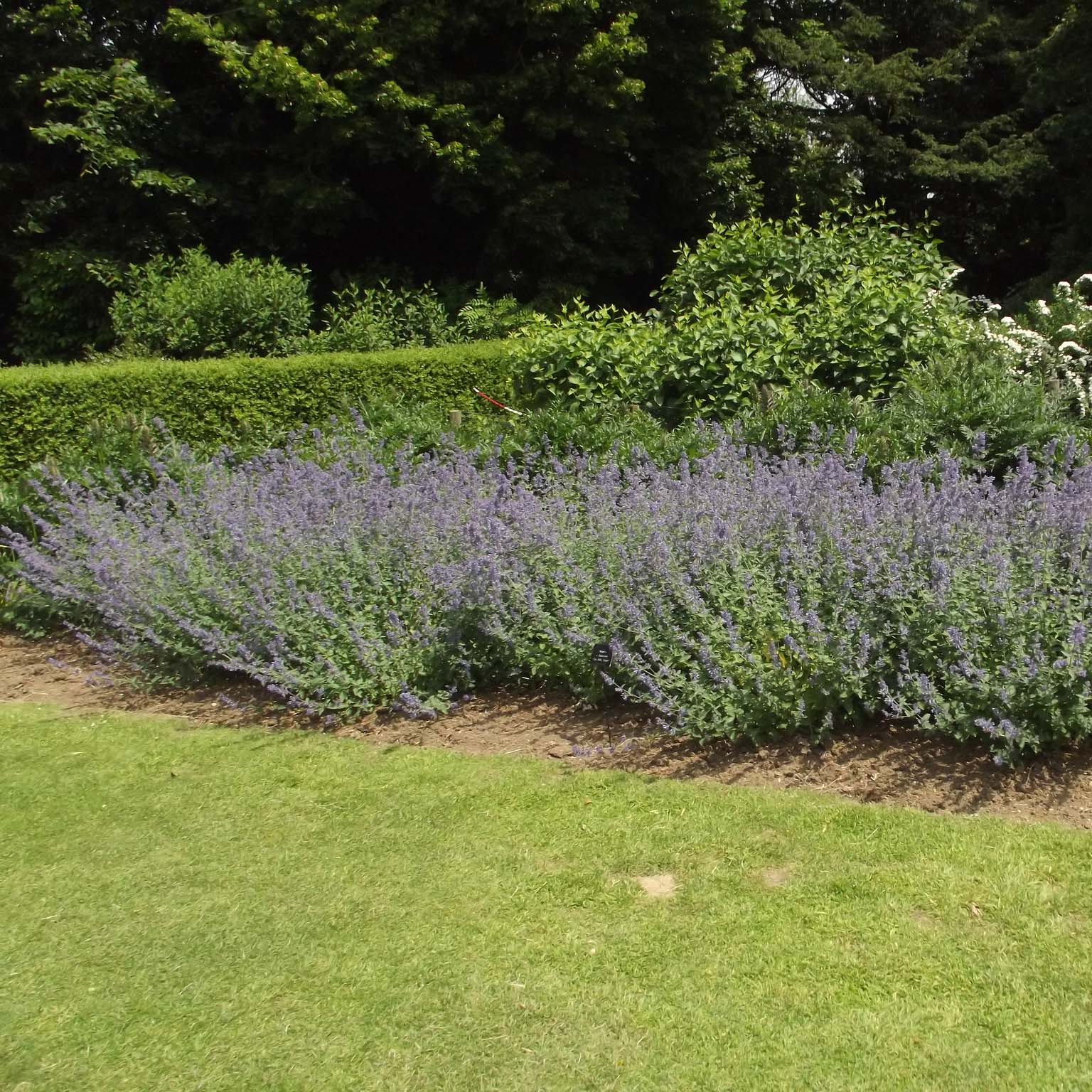 Котовник Nepeta faassenii