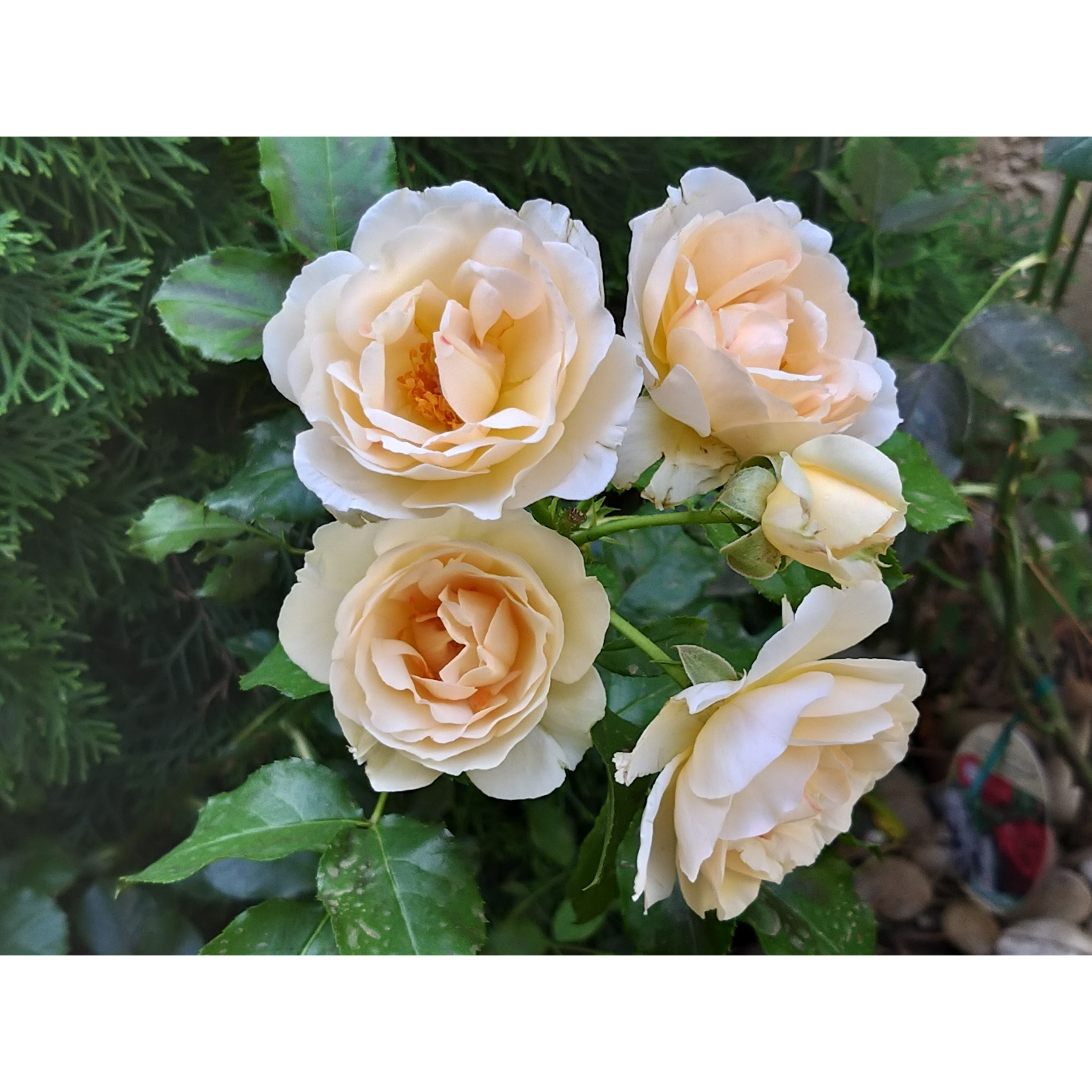 Роза Жардин де Франс