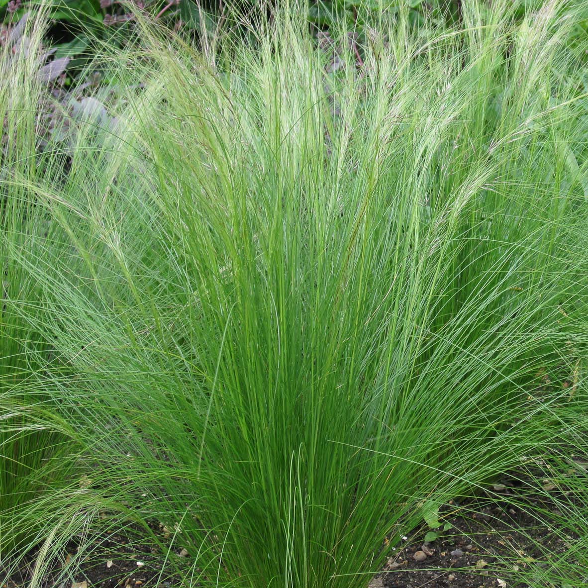 Cheveux d'ange - stipa tenuifolia - ponytail - une graminée persistante