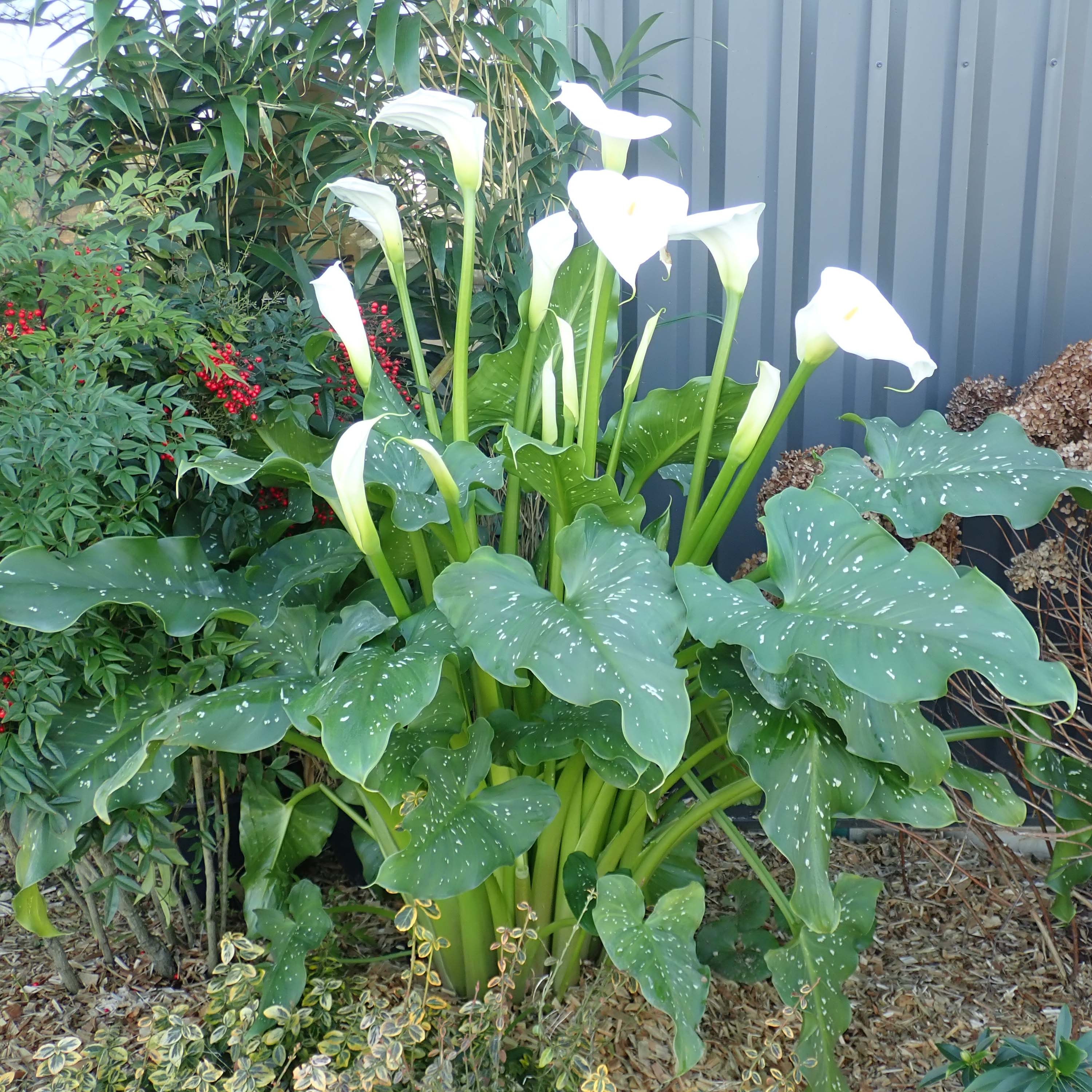 Zantedeschia Aethiopica Himalaya Arum D Ethiopie Geant A Feuillage Mouchete De Blanc