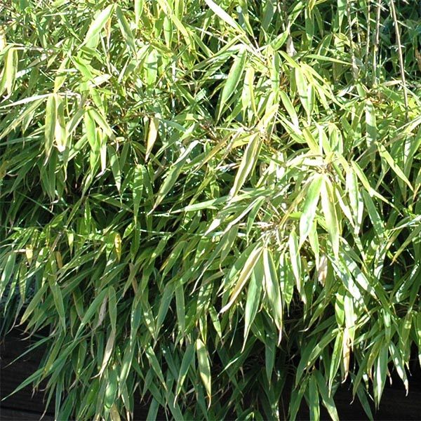 Bambou fargesia rufa croissance