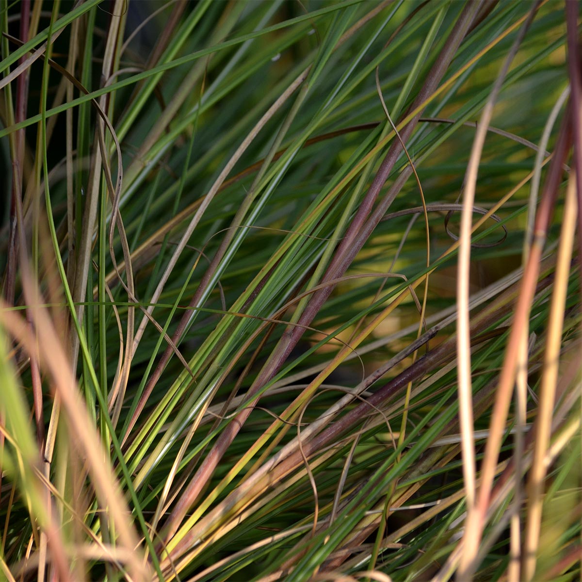 Haie de miscanthus