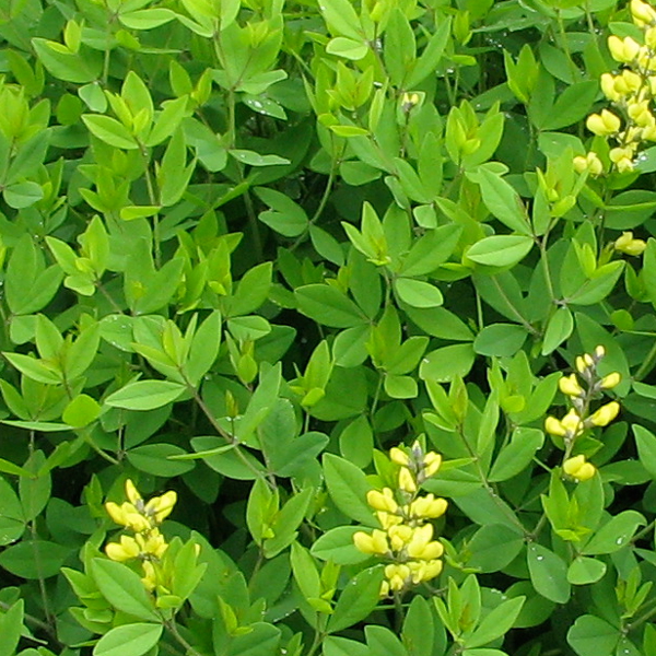 Le Baptisia tinctoria, de courtes grappes de fleurs jaunes.