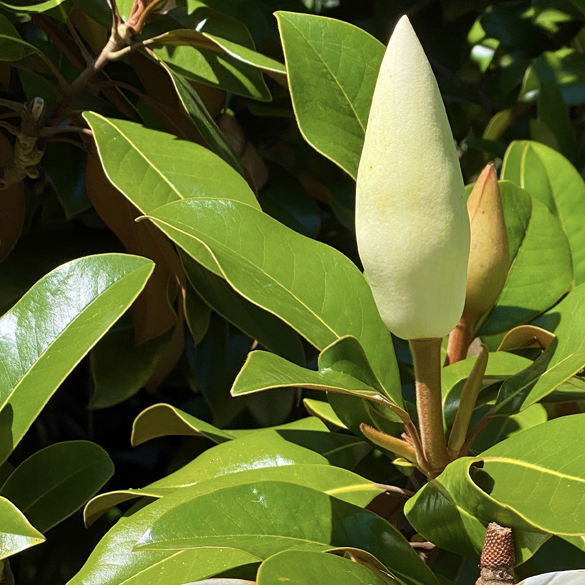 Magnolia grandiflora Goliath - Magnolia persistant à très grosses fleurs  parfumées
