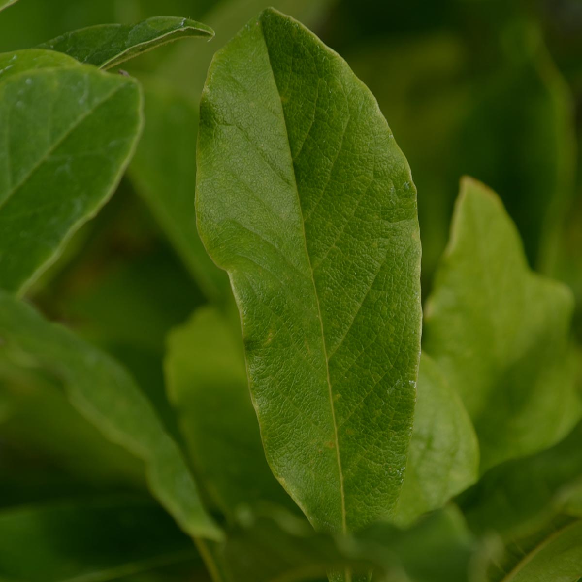 Magnolia stellata – Magnolia étoilé, arbuste printanier à fleurs étoilées