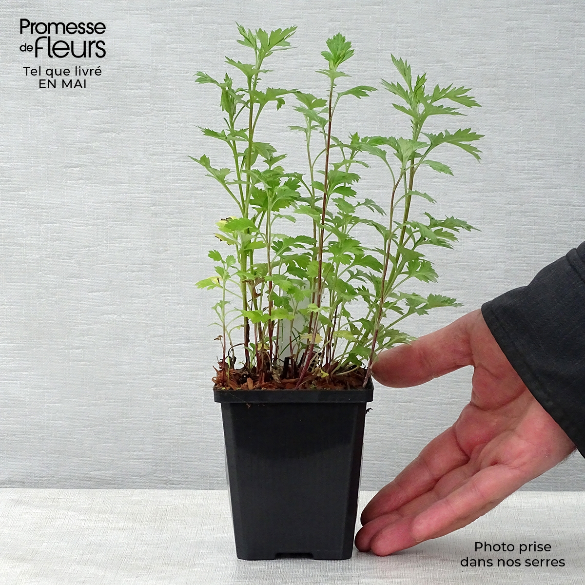 Armoise - Artemisia vulgaris en plant