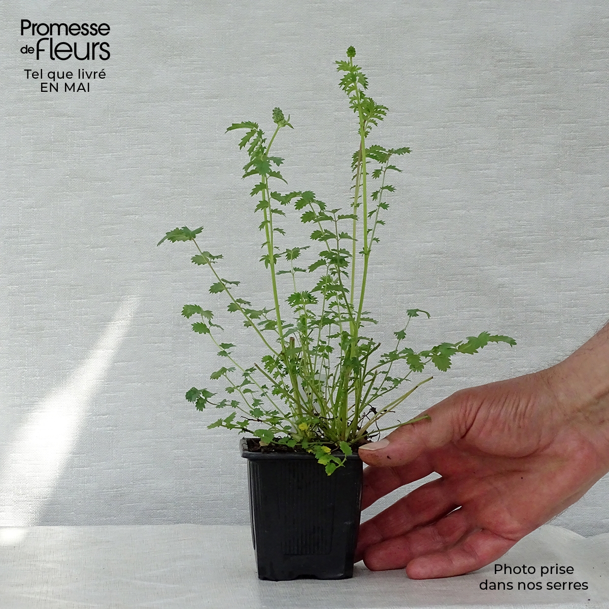 Petite pimprenelle - Sanguisorba minor en plant