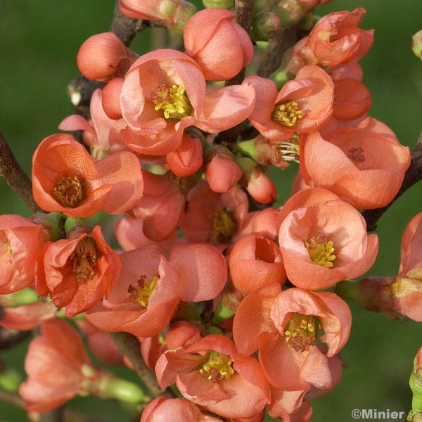 Chaenomeles speciosa