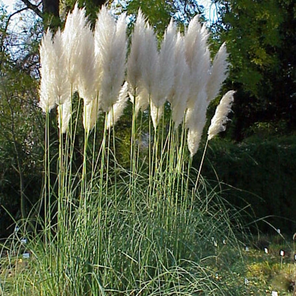 Cortaderia selloana