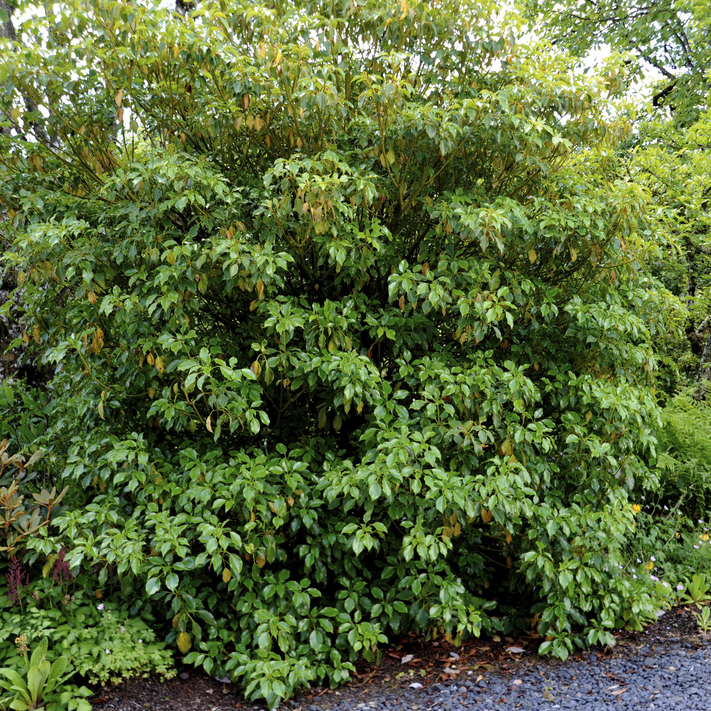 Trochodendron aralioides 781694 1